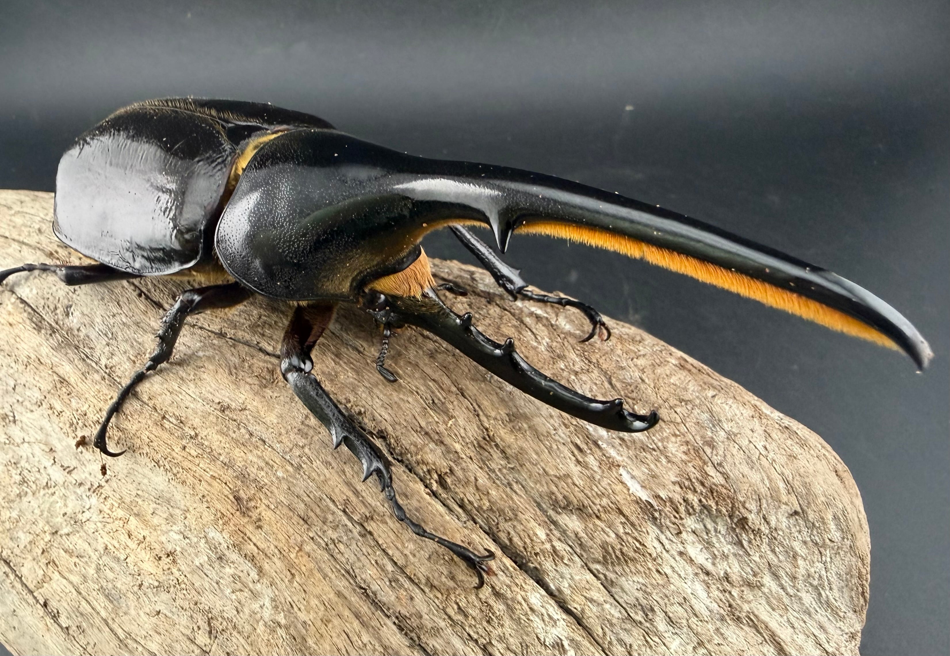 カブトムシ 85mm超えの特大サイズ カブトムシ♂を捕まえた｜Noriaki Kawanishi