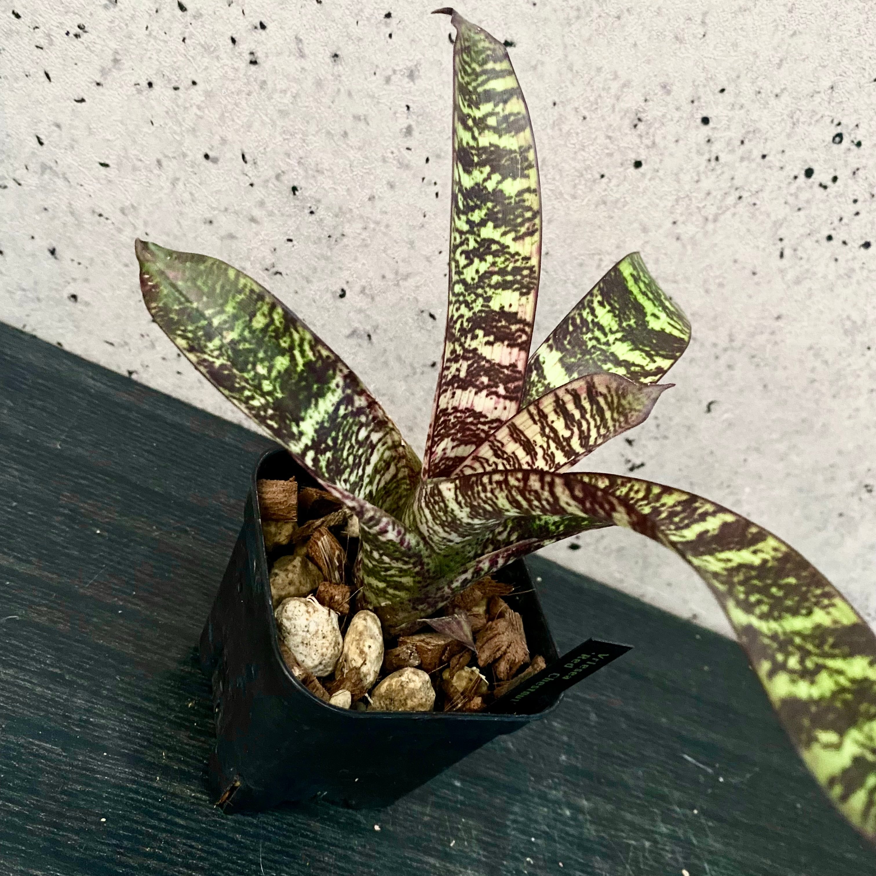 格安良型タンクブロメリア3点セット 熱帯植物 早い者勝ち タンクブロメリア | Planet Plants プラネットプランツ