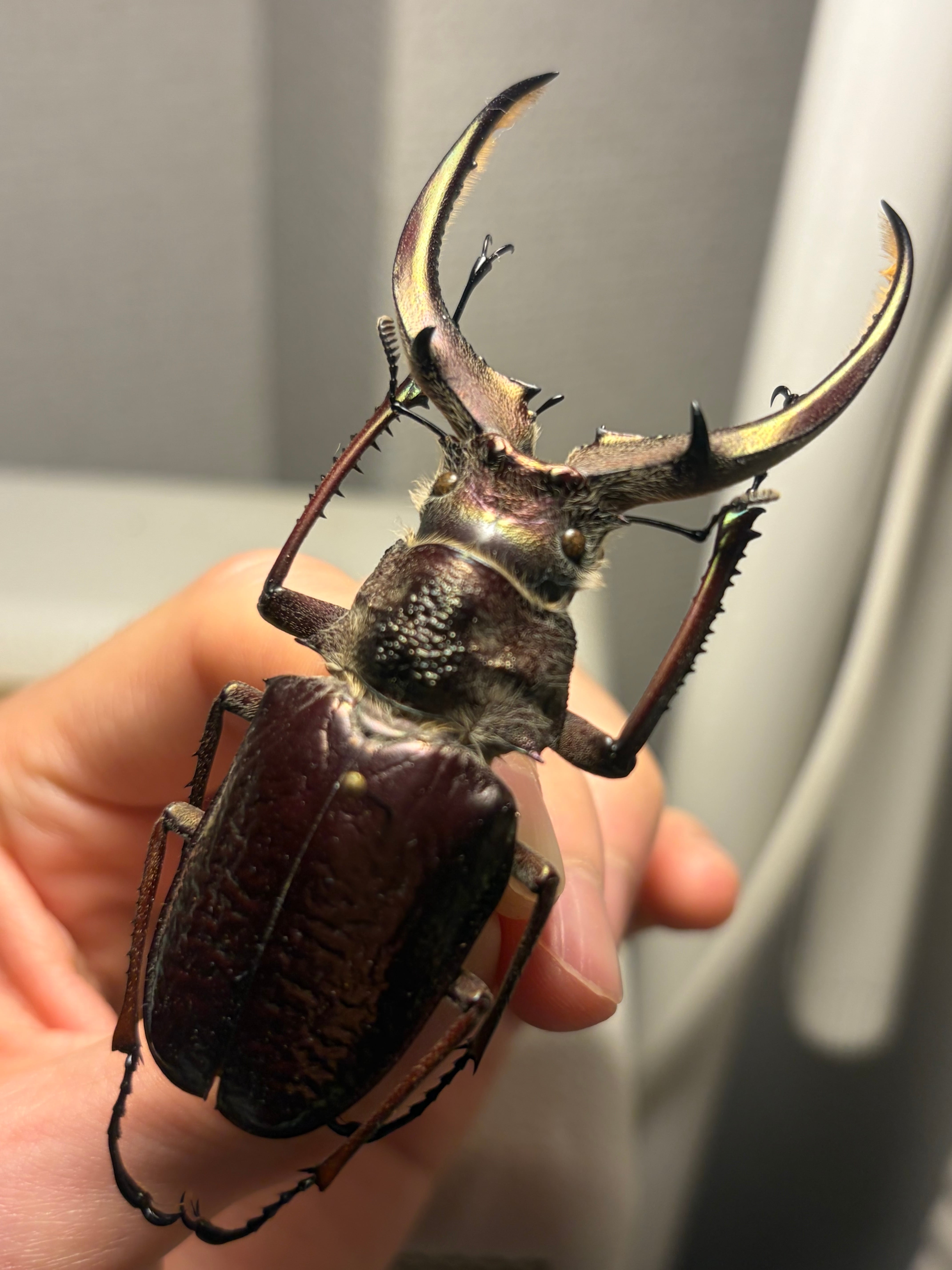 大顎BORDO】ギガンテウスシワバネクワガタ 昆虫標本 チリクワガタ