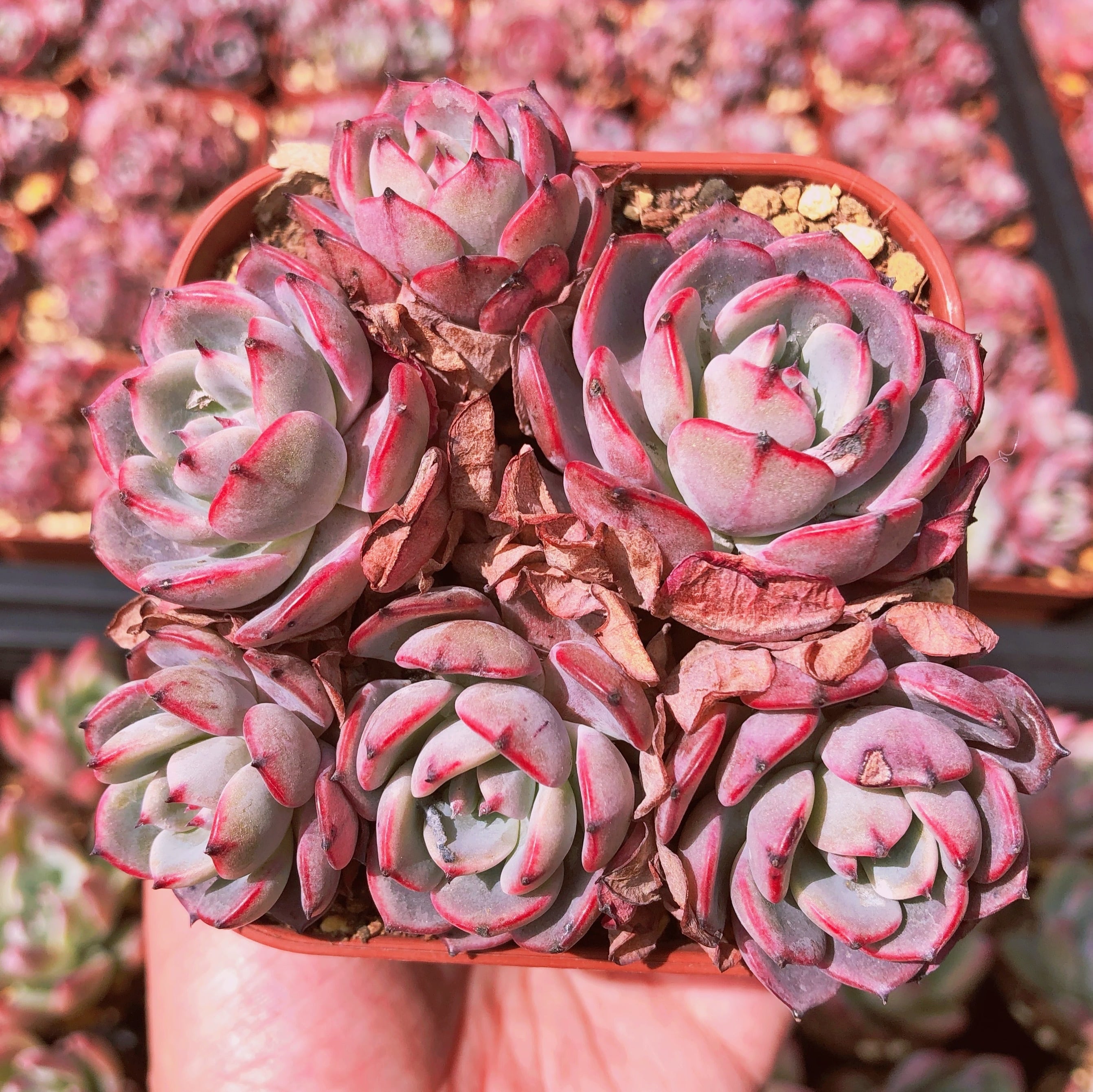 多肉植物　ラウルンシス   大群生