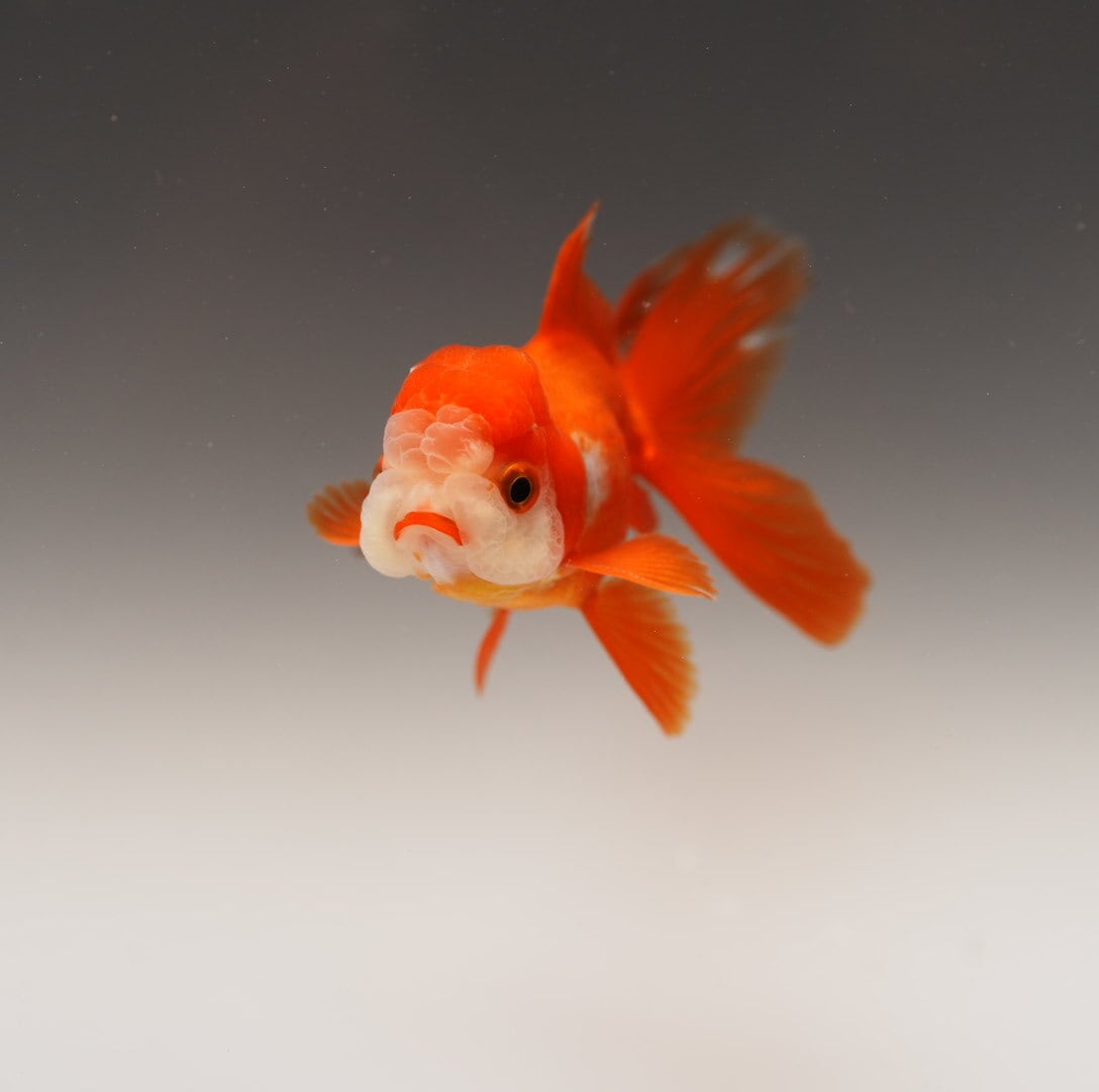オランダ獅子頭 オランダ獅子頭 | 極光金魚展