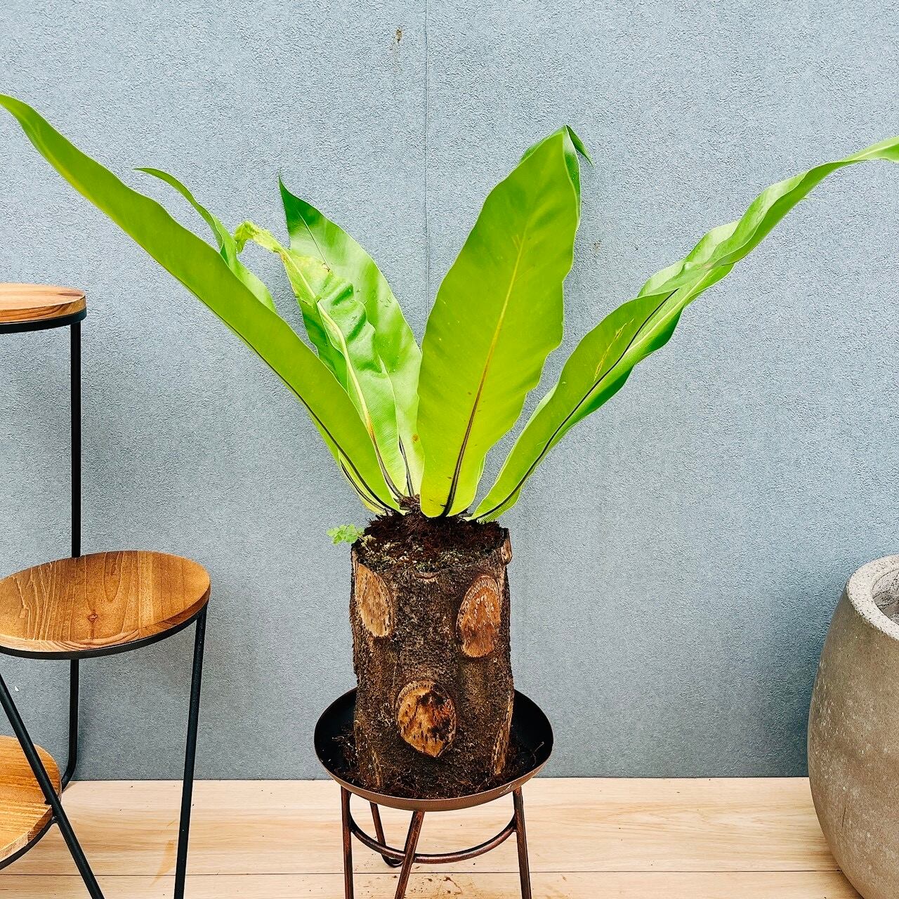 現品］82番 フィカス リラータ バンビーノ 曲がり 8号 観葉植物 室内