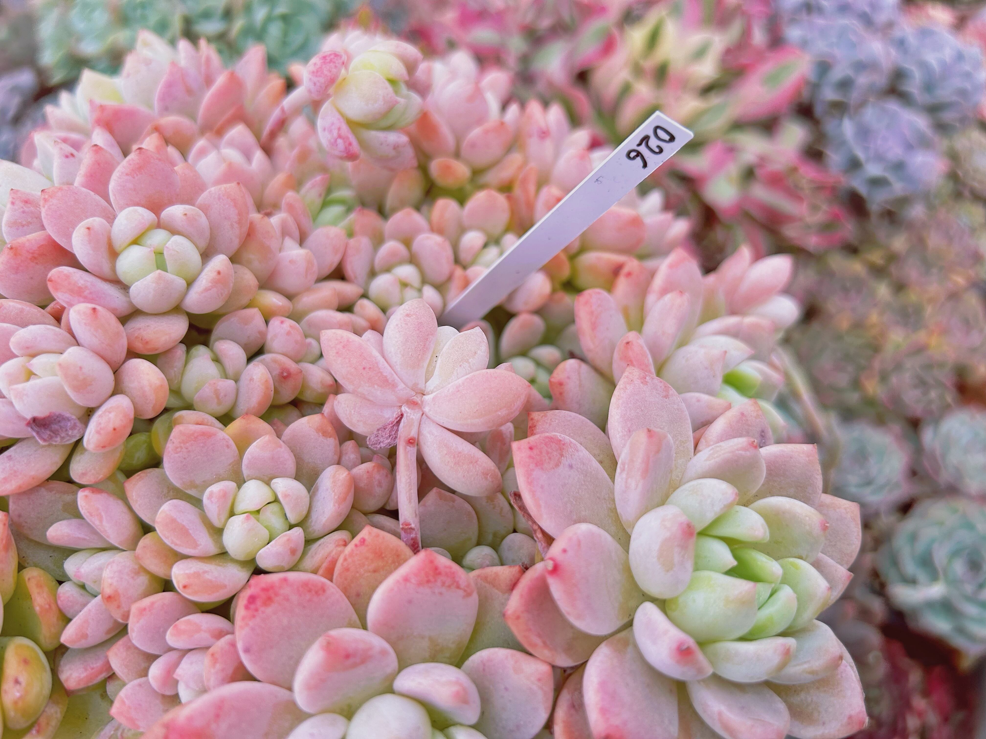 多肉植物 ルビードナ 桃太郎 スヨン ヌダ プロリフェラ 多肉植物 ルビードナ 桃太郎 スヨン ヌダ プロリフェラ