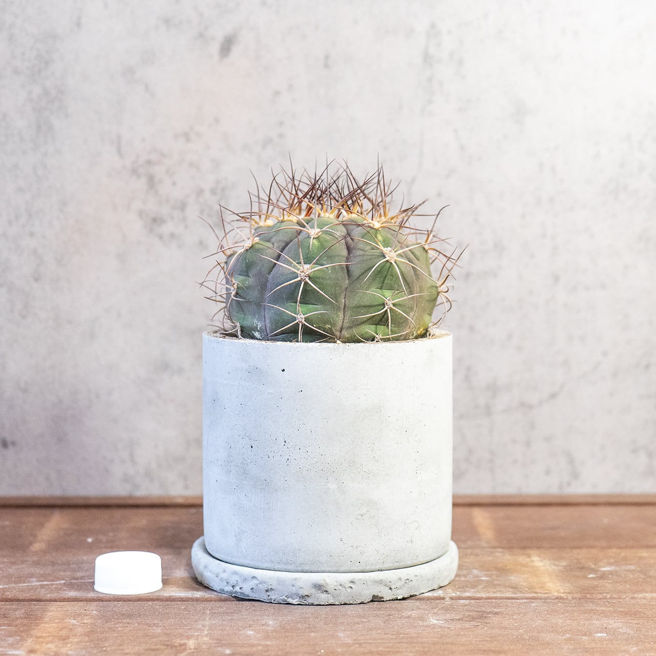 サボテン 尾形丸(Φ11㎝) 緑から紫へと変化する玉虫色の色彩が美しい 厳選仕入れの良型株 観葉植物 インテリア【全国一律送料850円】