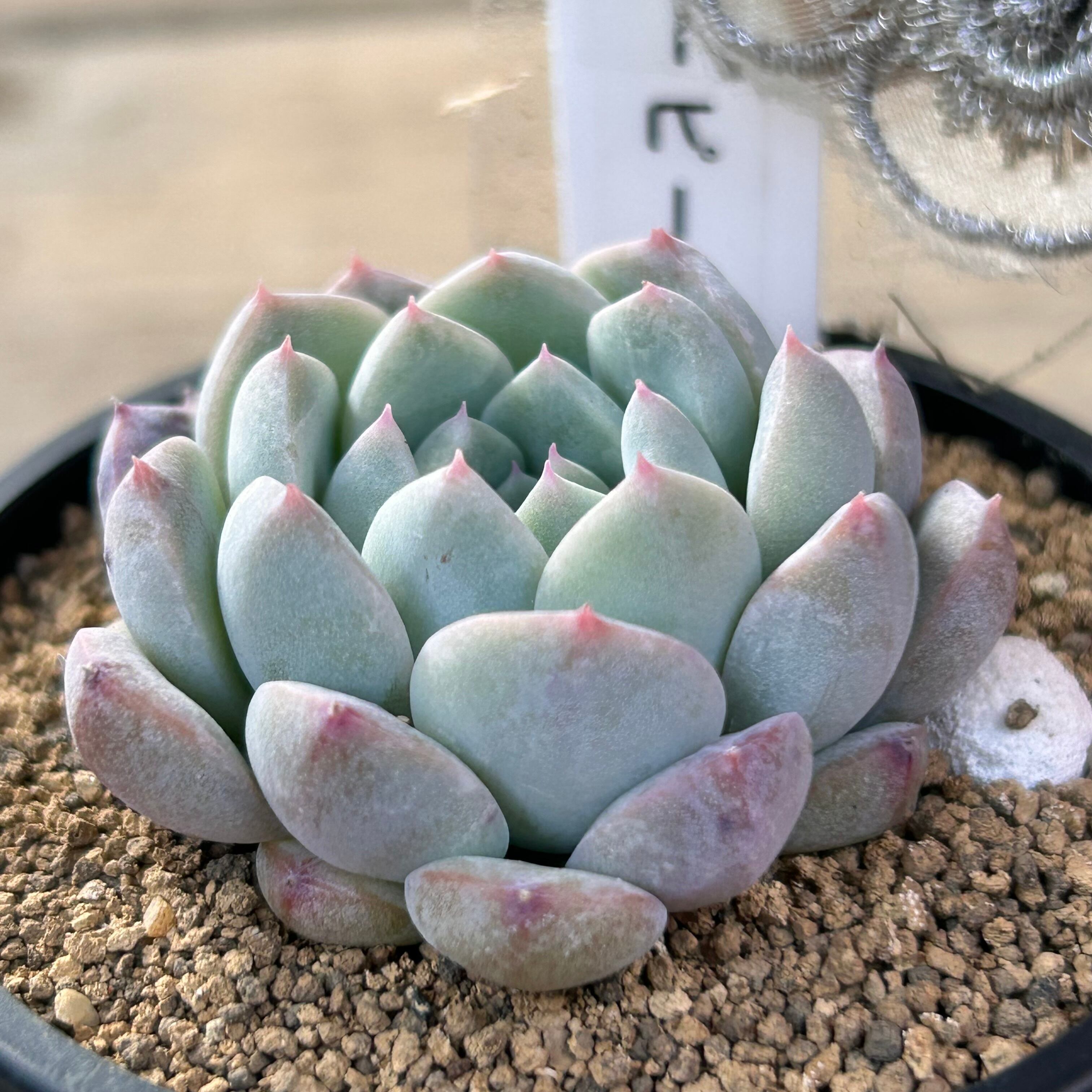 多肉植物 ハニーワォーターピーチ 10cm鉢 多肉植物 エケベリア ピーチ