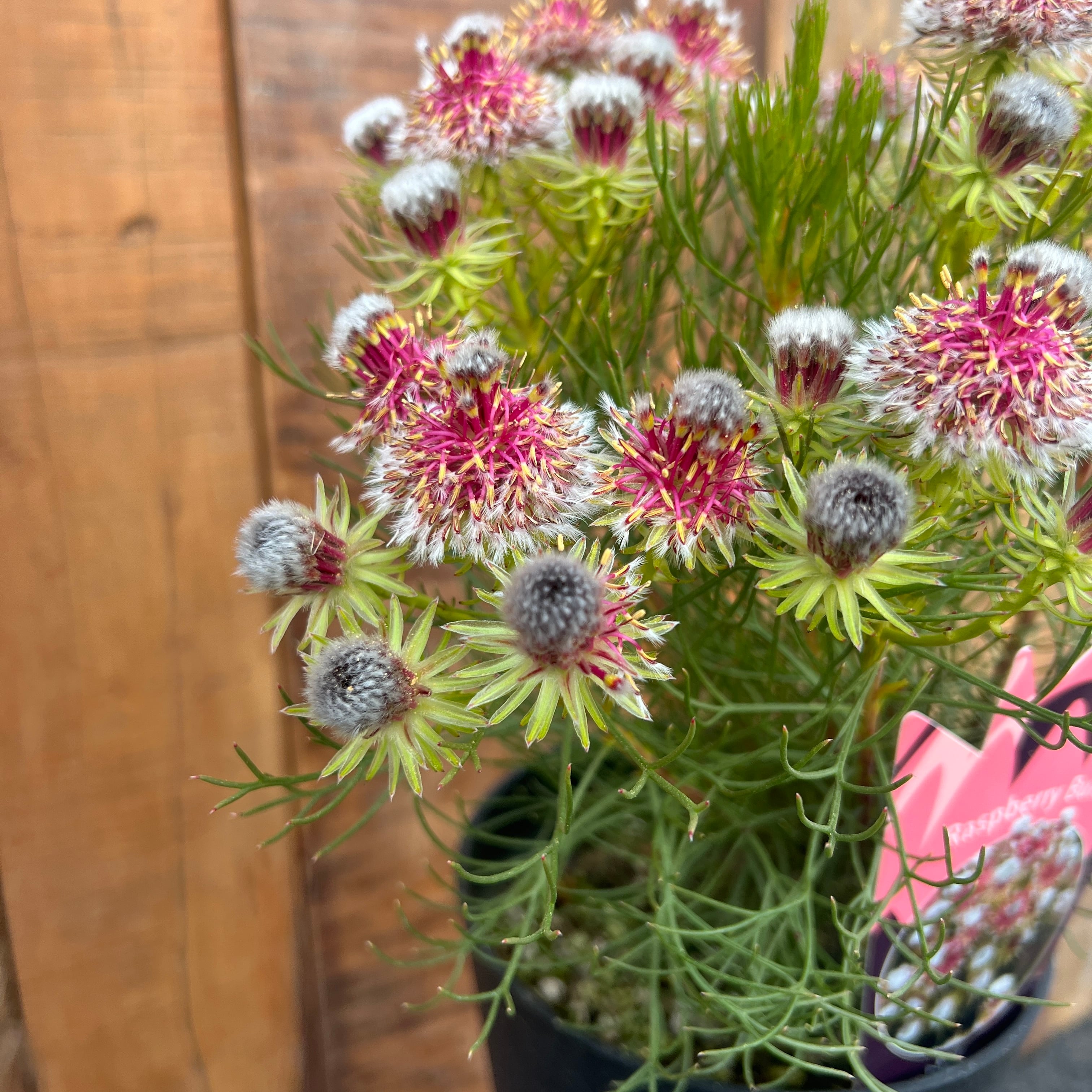 セルリア ラズベリーバースト① | 沼ノ上農園