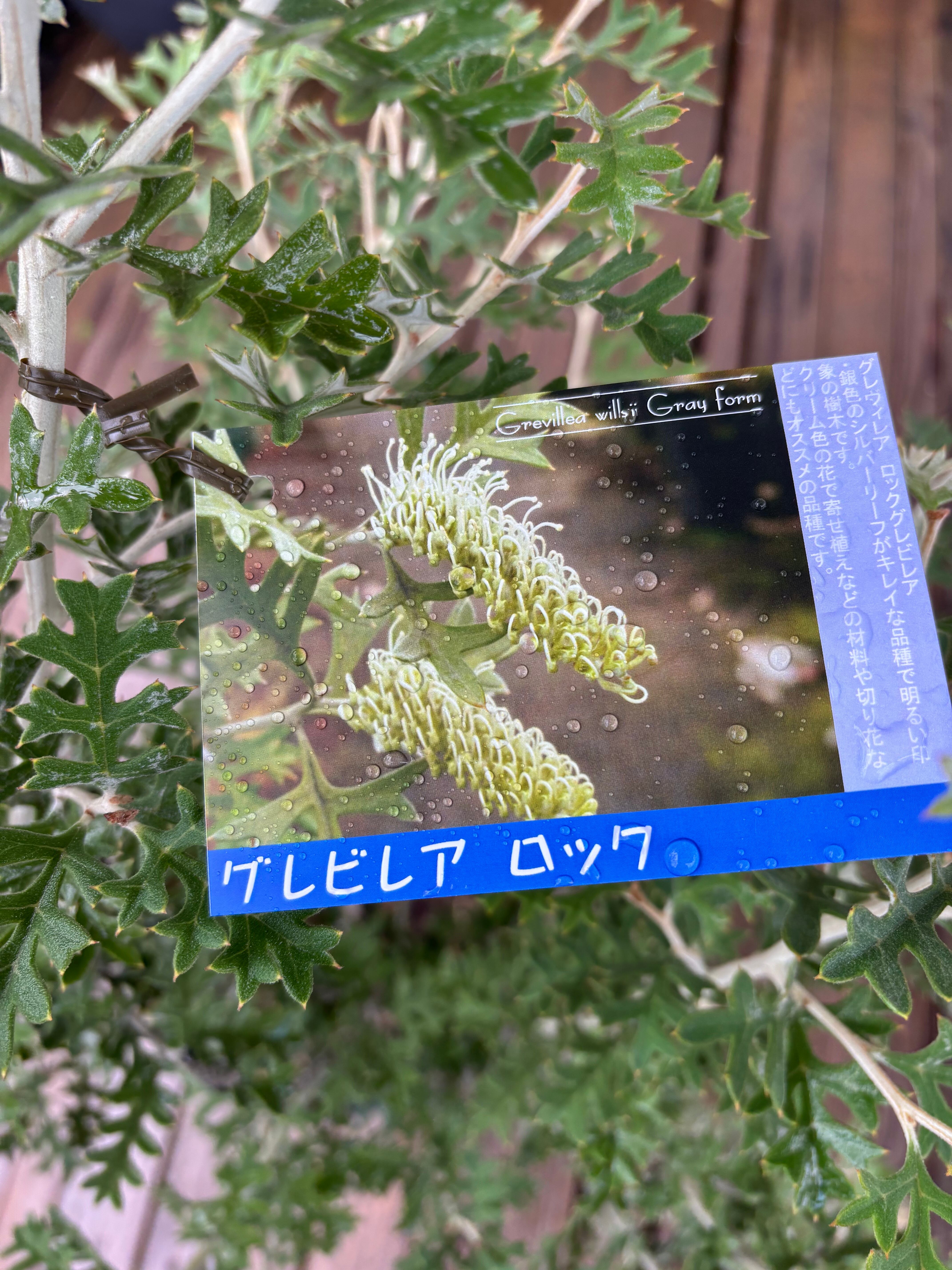 グレビレア ロック | MELLOW Plants & Coffee