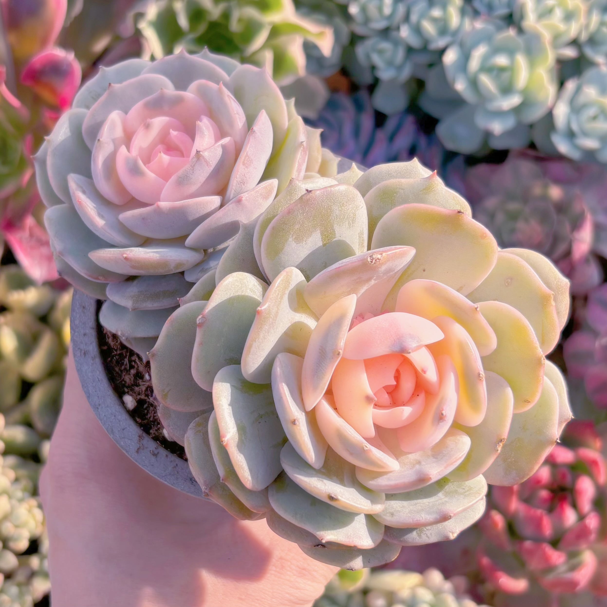 現品　ローラ錦#556　群生　るる農園