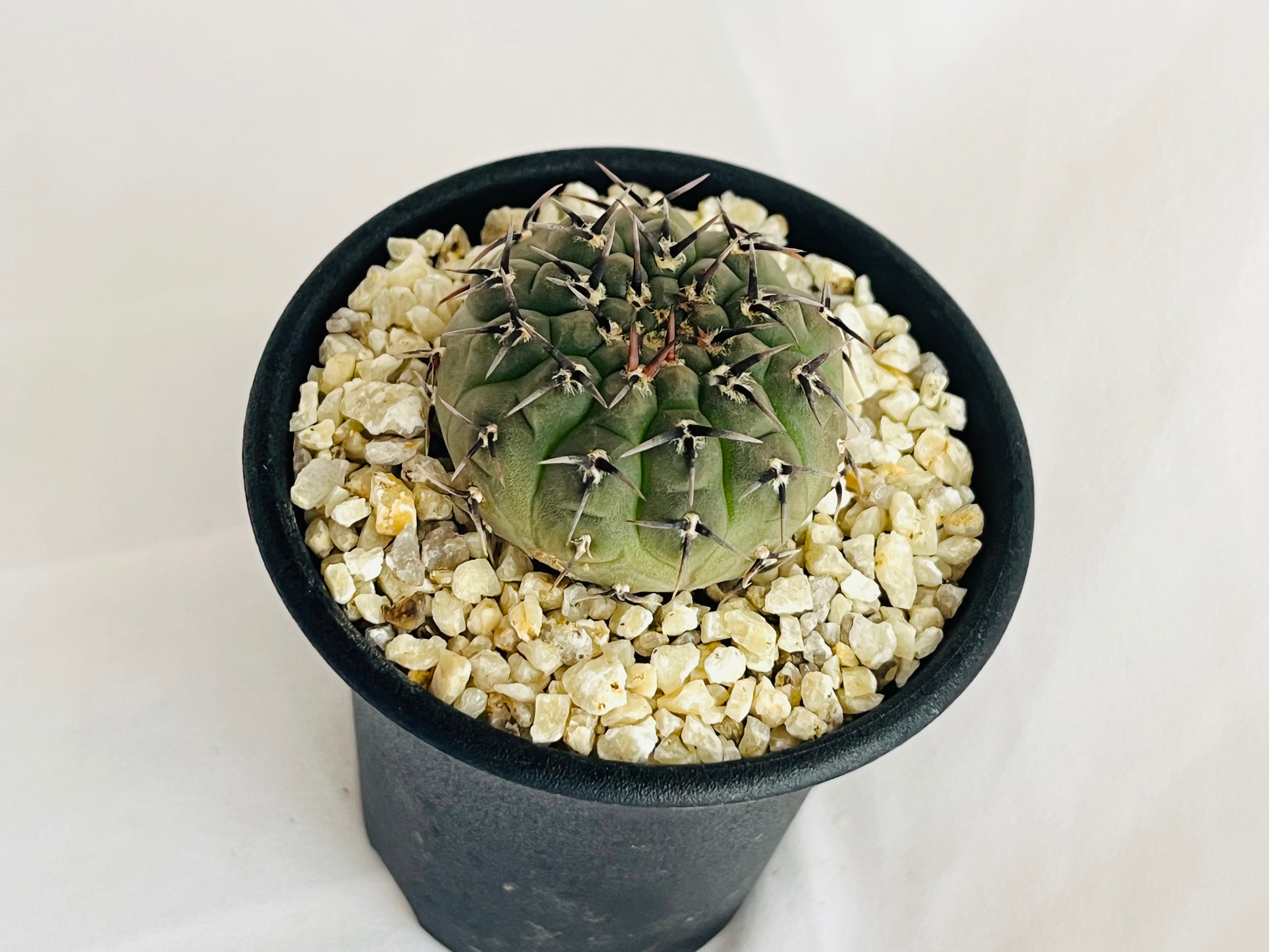 Gymnocalycium asterium ギムノカリキュウム 黒刺鳳頭 サボテン