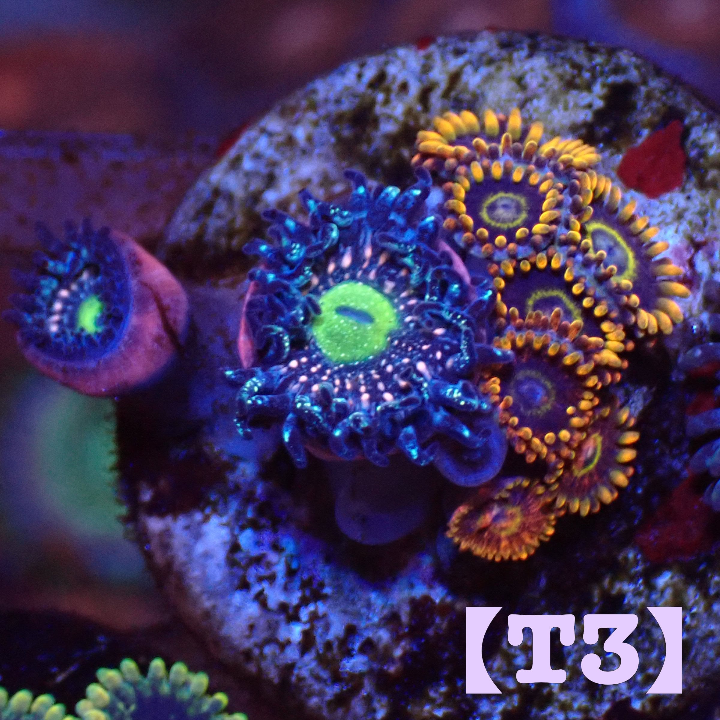 【個体販売】マメスナ・Blue Lagoon（1.5ポリプ）+Rainbow Hornet（5ポリプ） | TinyTropicTank  powered by BASE