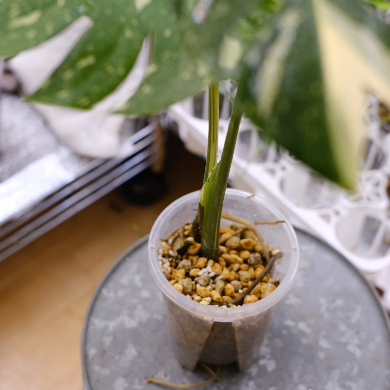 Monstera Thai Constellation / モンステラ タイコンステレーション