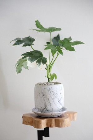 【S】ファッチア スパイダーウェブ/Fatsia japonica 'Spider's Web'　※陶器鉢付き