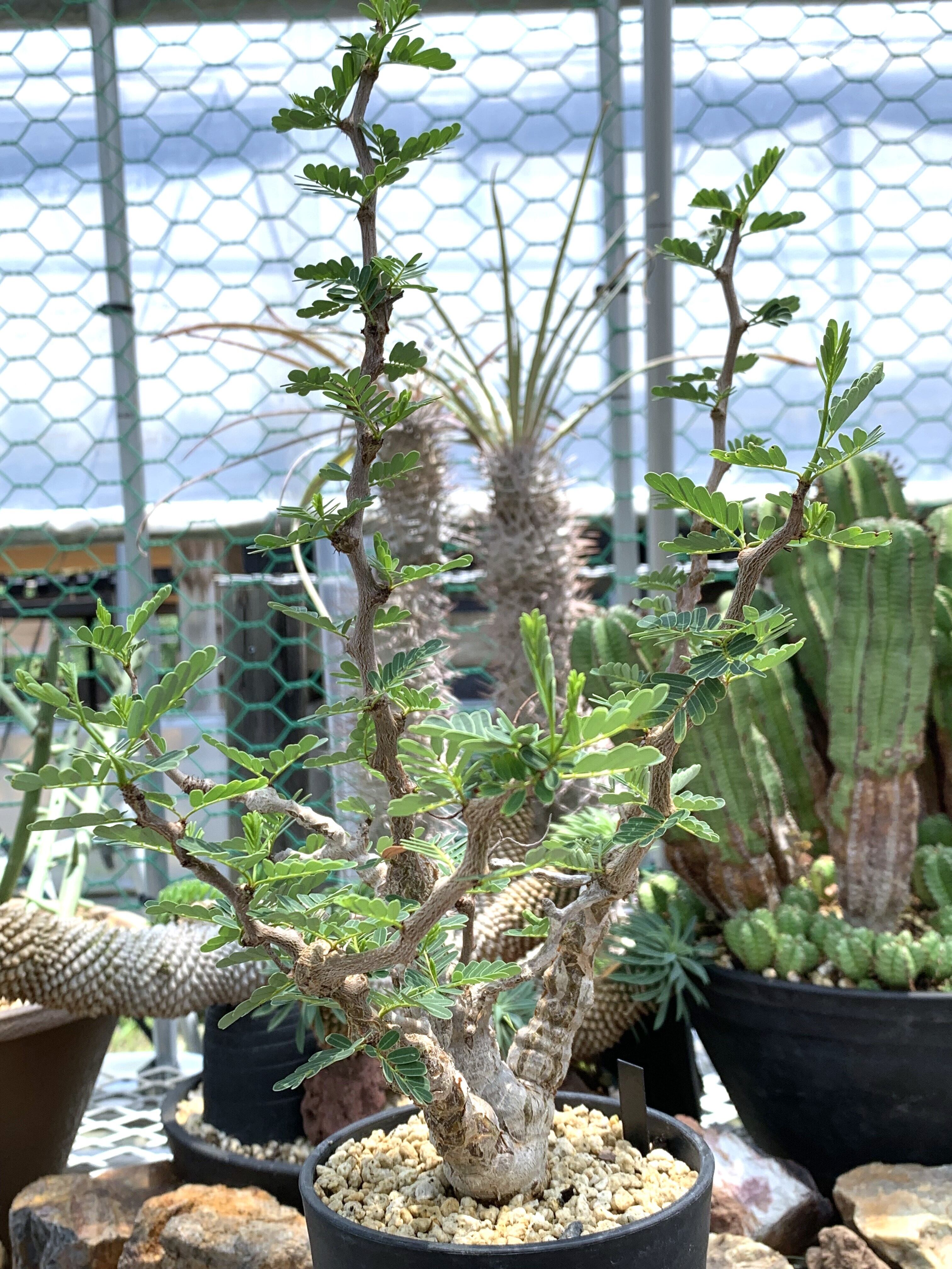 センナ メリディオナリス 29【送料着払い】 | CACTUS330