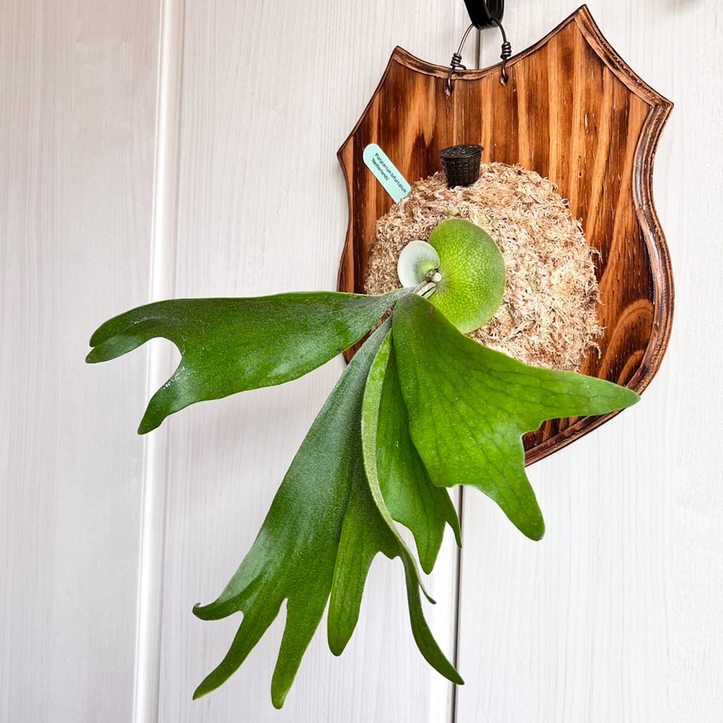 ビカクシダ ネザーランド 板付 【観葉植物 室内 コウモリラン