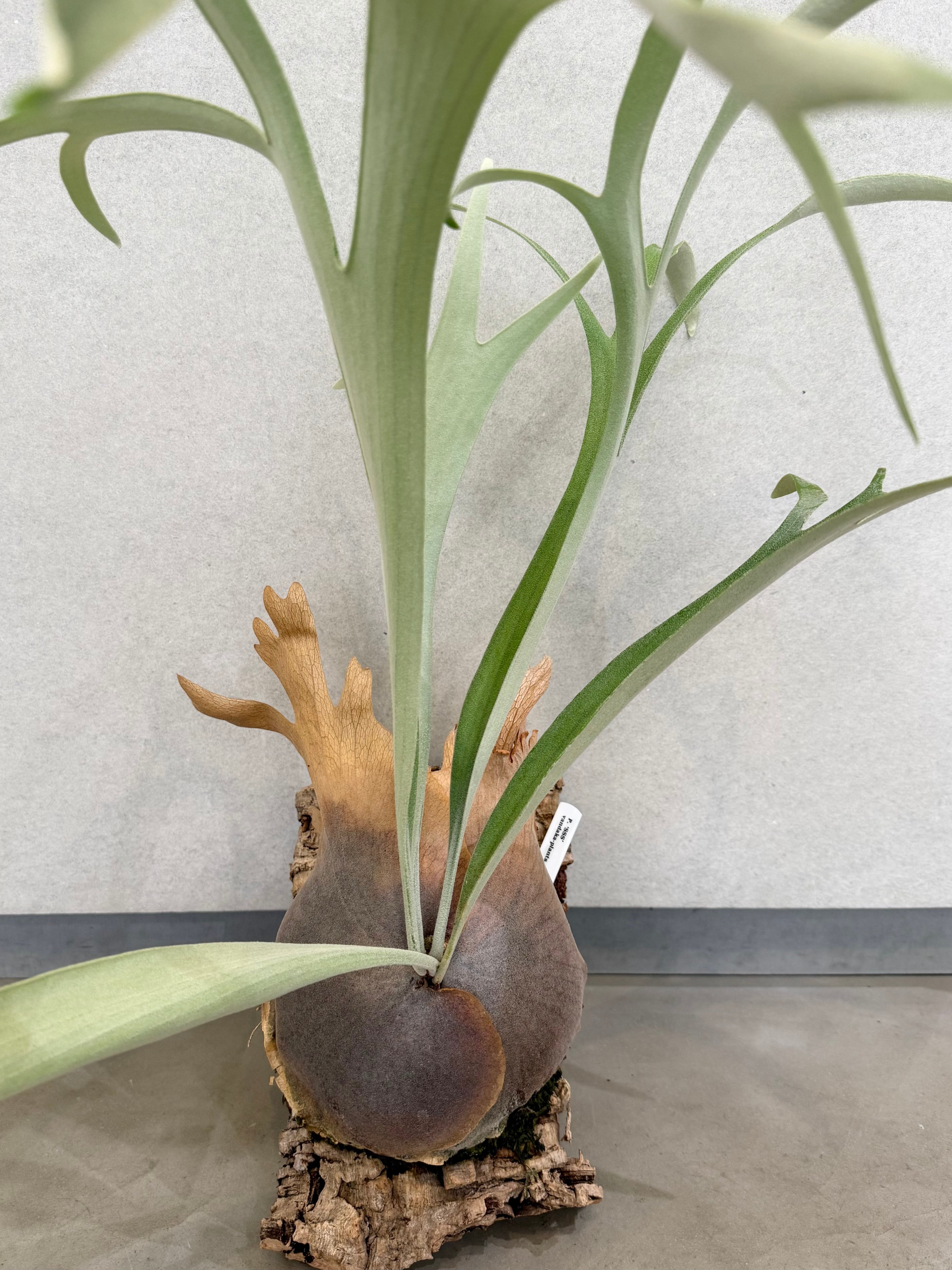 a) P. 'SSS' ビカクシダ | vandaka plants