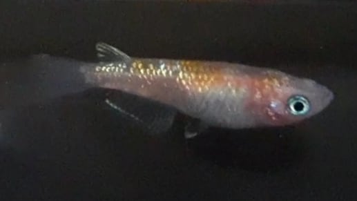 月神メダカ(舞メダカ様血統)《成魚1匹》 | Pay ID