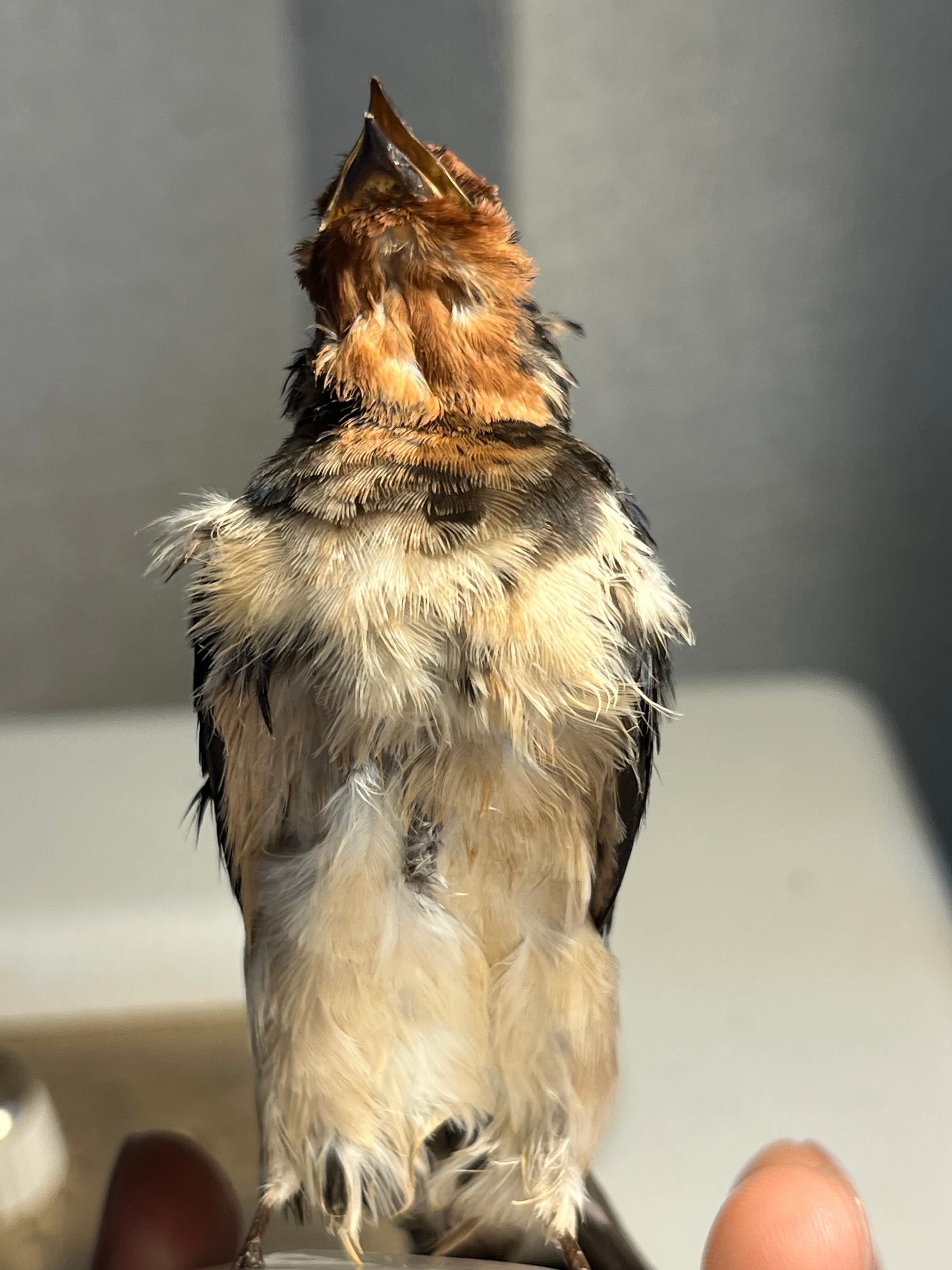 鳥剥製】ツバメ 標本 置物 インテリア スズメ 木彫り バードカービング