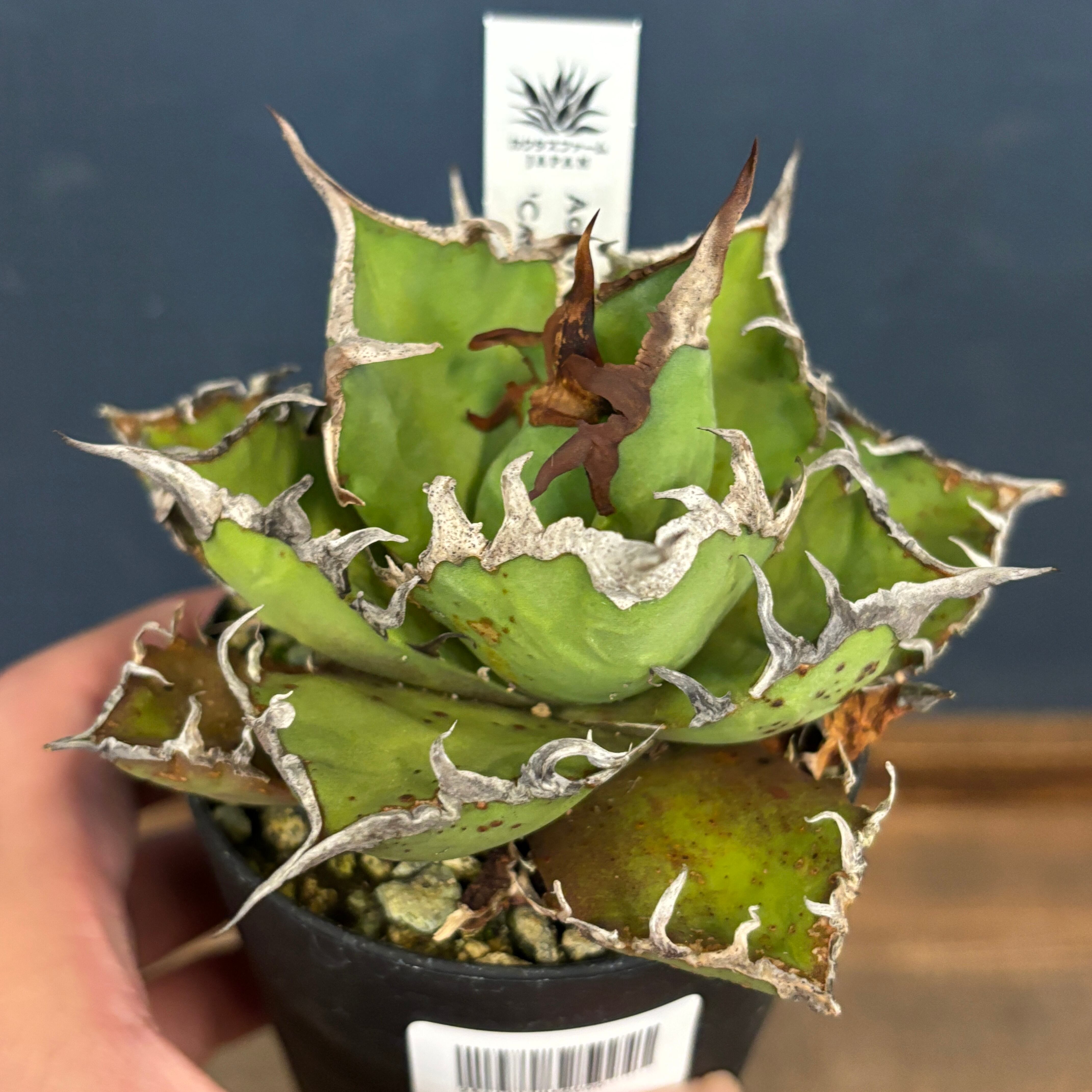 フィロデンドロン ウィリアムシー斑入り（Philodendron