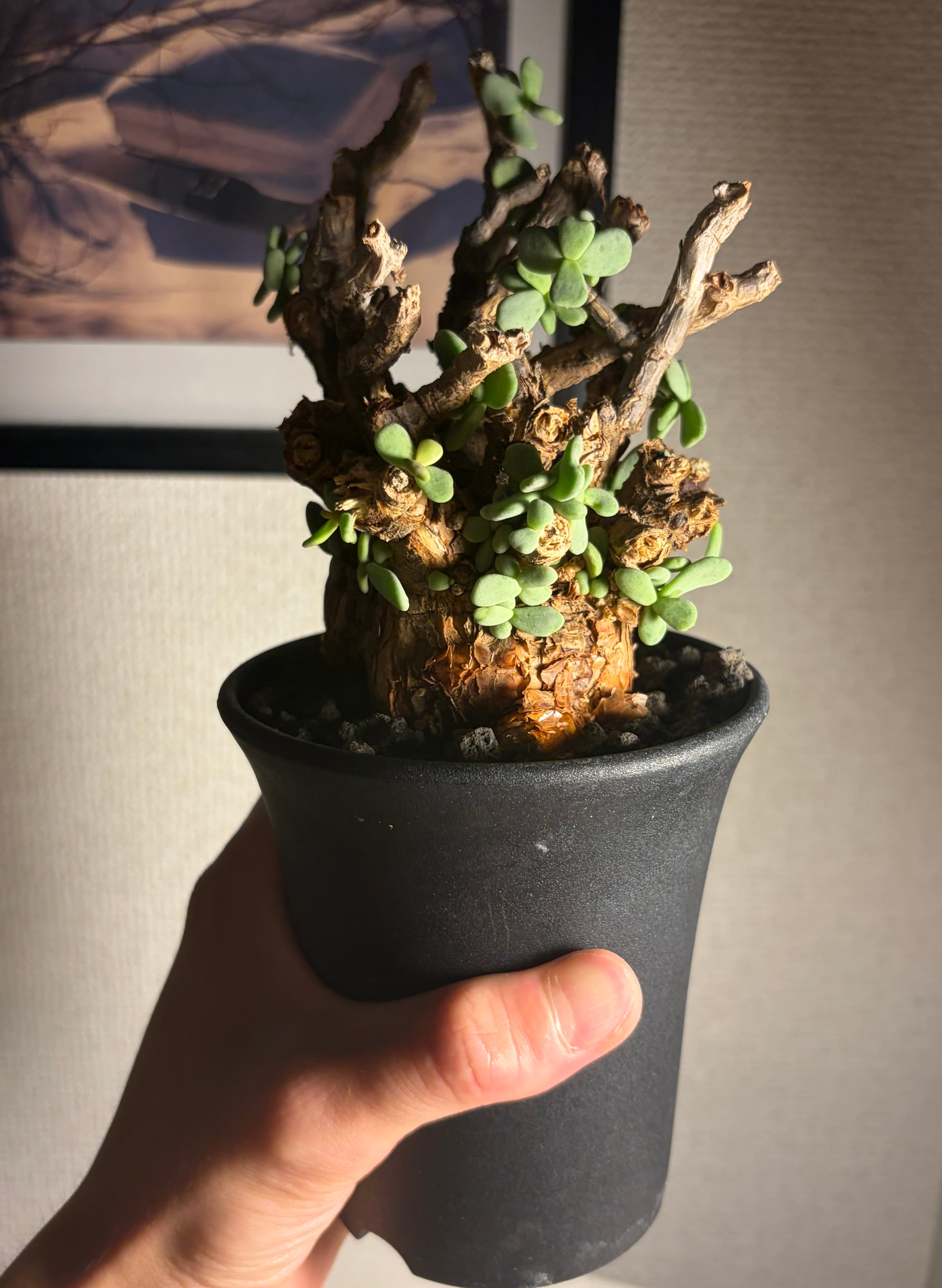 ケラリア ピグマエア 塊根植物 多肉植物 ミラビレ グラキリス