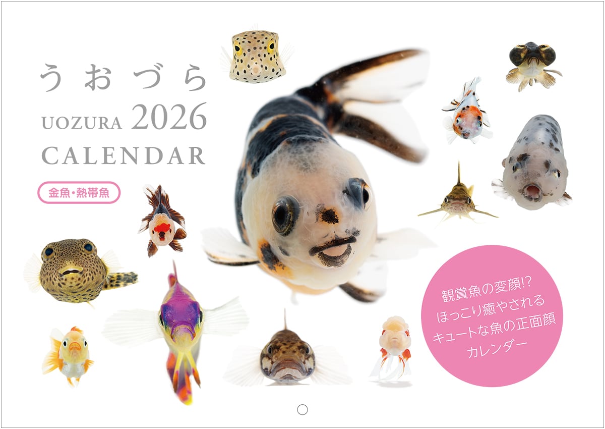 うおづらカレンダー2026 金魚・熱帯魚 | みずものコム オンラインショップ