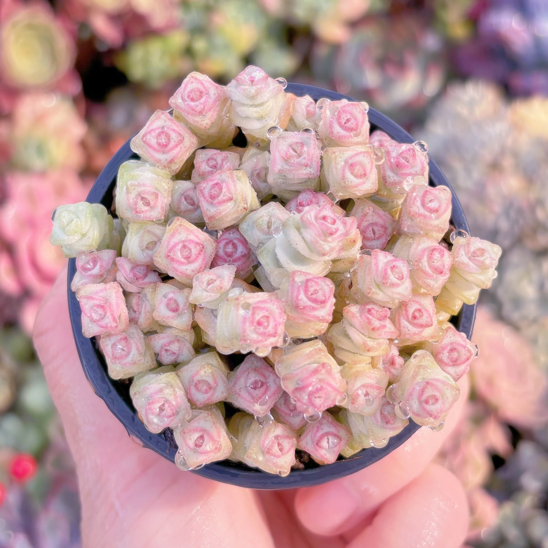 現品　ファンタジー錦#731　るる農園