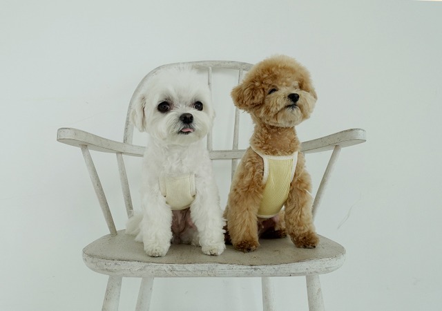 〈即納アイテム〉EYOU / リブコットンキャミソール