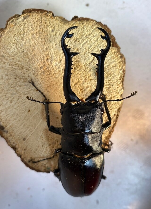 ギラファペア、タランドゥス幼虫 3頭 ギラファペア、タランドゥス幼虫 3頭