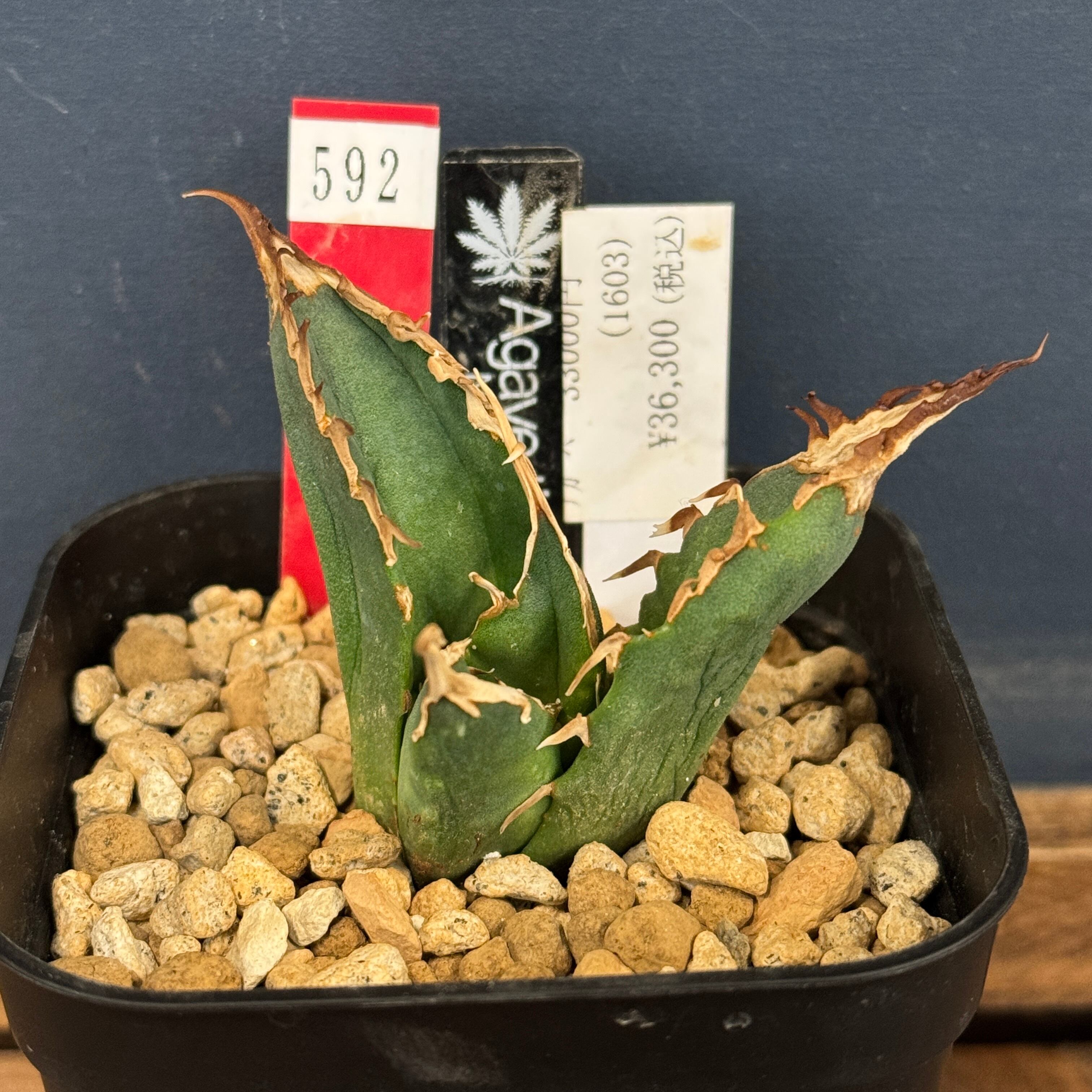 アガベ チタノタ ネアンデルタール【592】 | PROTOLEAF プロトリーフ