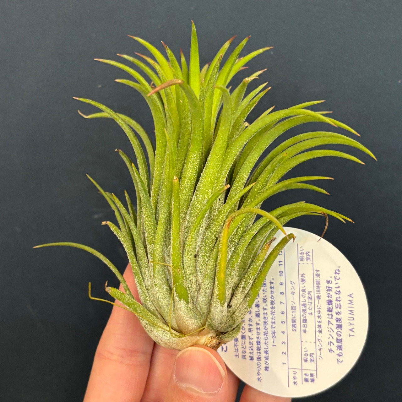 チランジア イオナンタ カーリージャイアント【947】