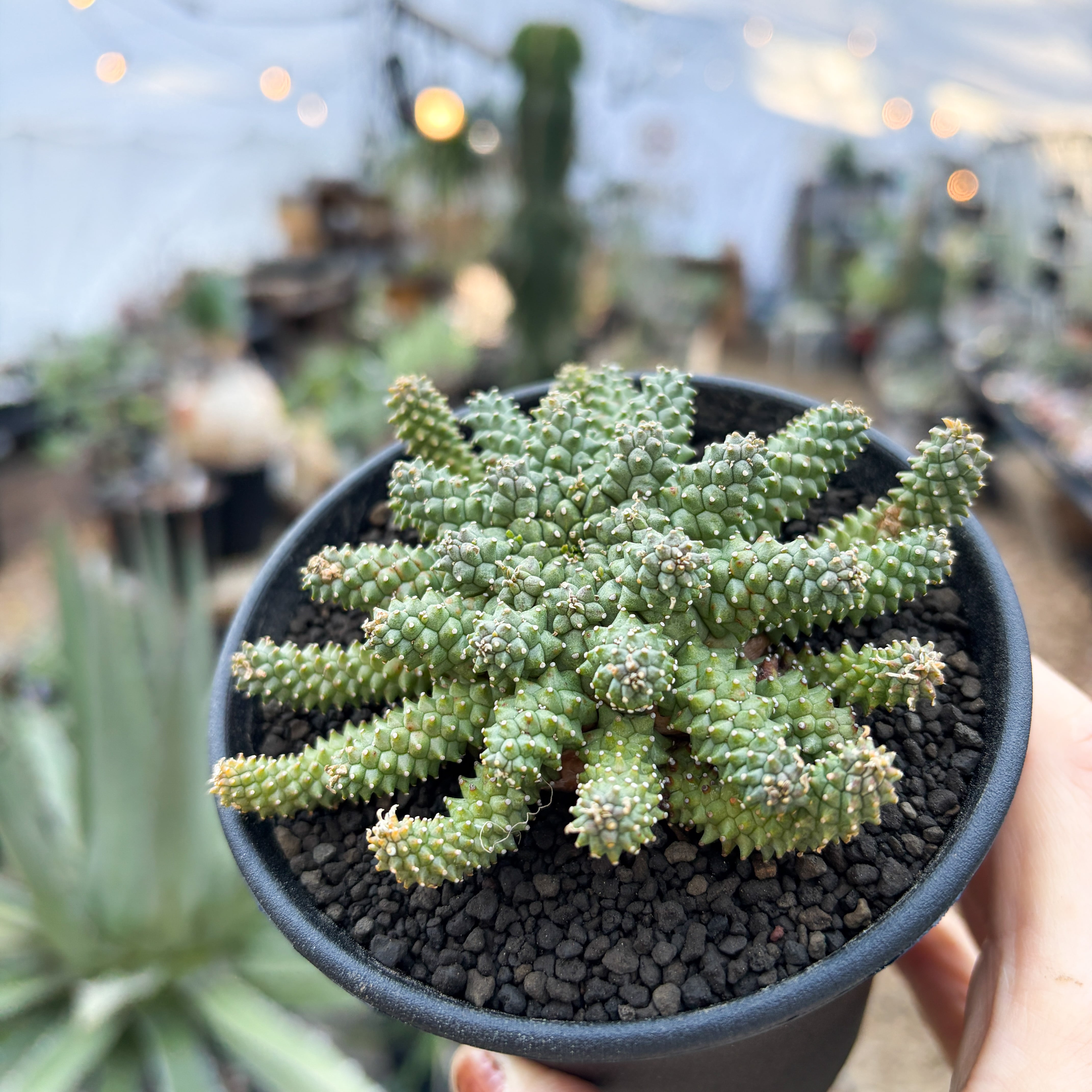 Euphorbia atroviridis【ユーフォルビア・アトロビリディス】 | RIMO'S