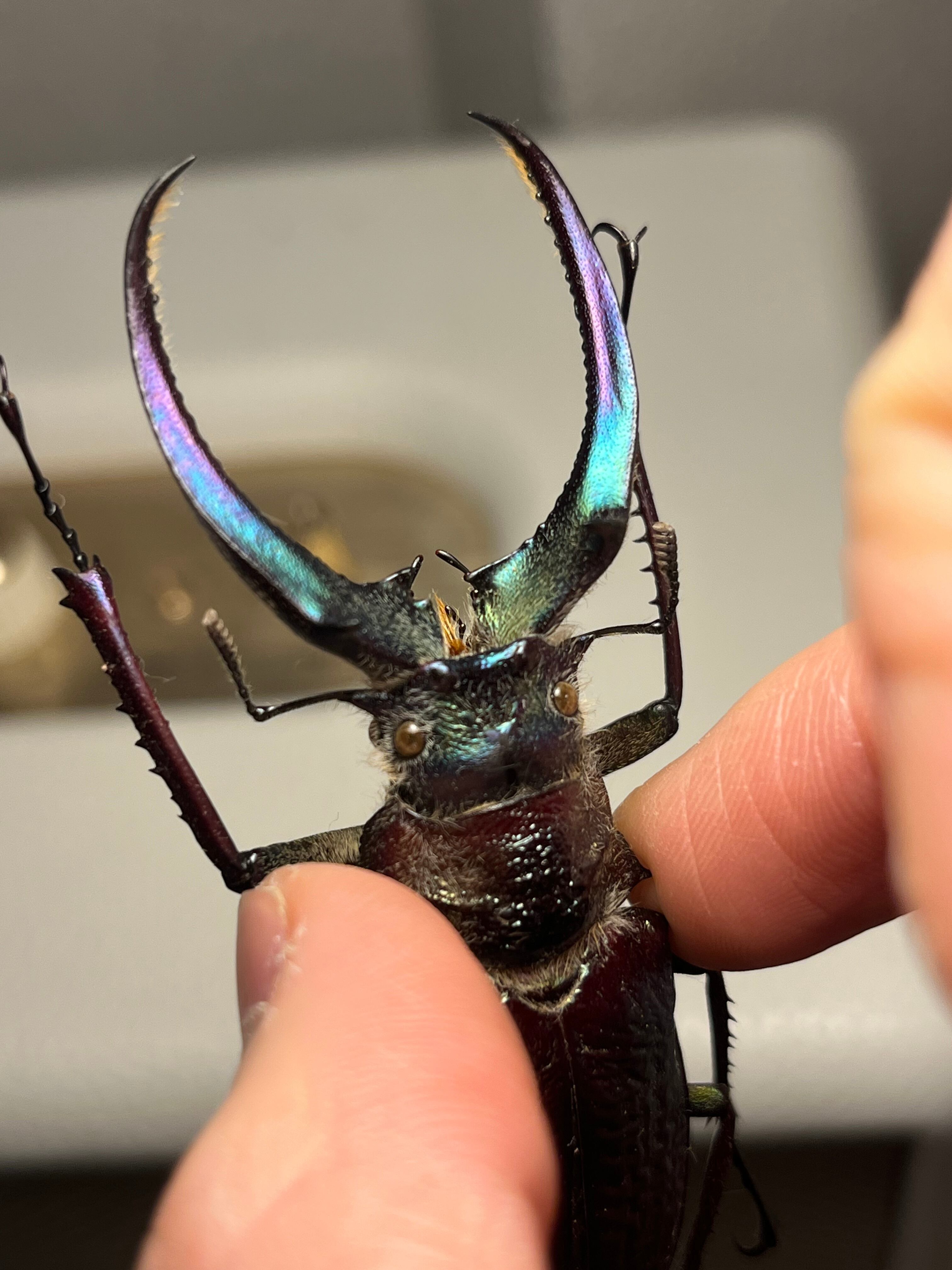 75mm】チリクワガタ メタリフェルホソアカクワガタ Wild 昆虫標本