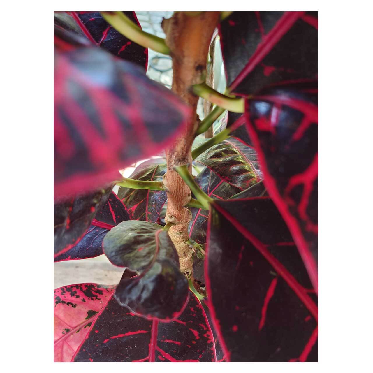 ゲンブツ「クロトン-Croton・デパートメントストアペトラ」7号