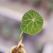 Stephania kaweesakii│ステファニア カウィーサキー③│観葉植物