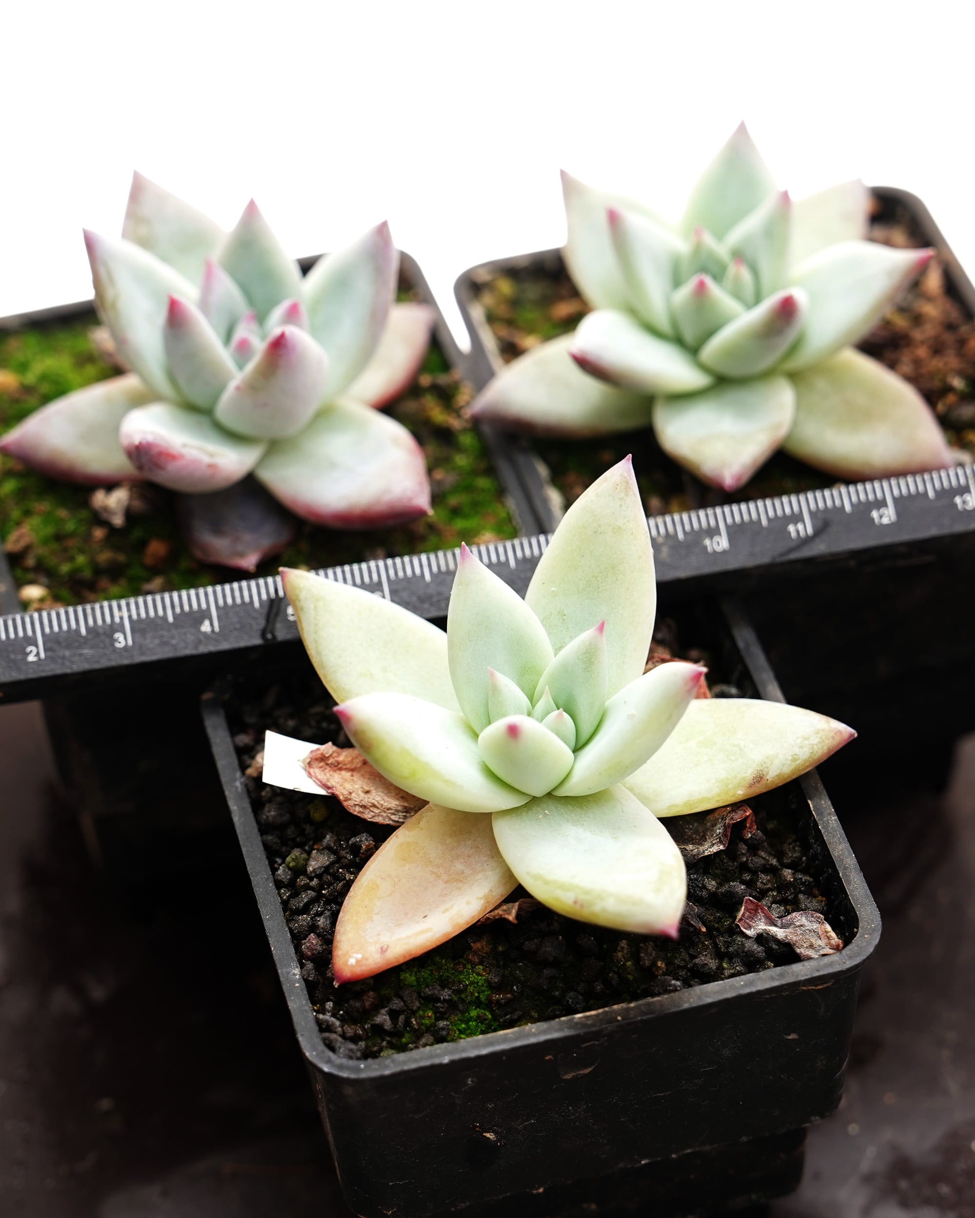 抜き苗 コロラータ タパルパ Echeveria corolata Tapalpa | PUKUBOOK