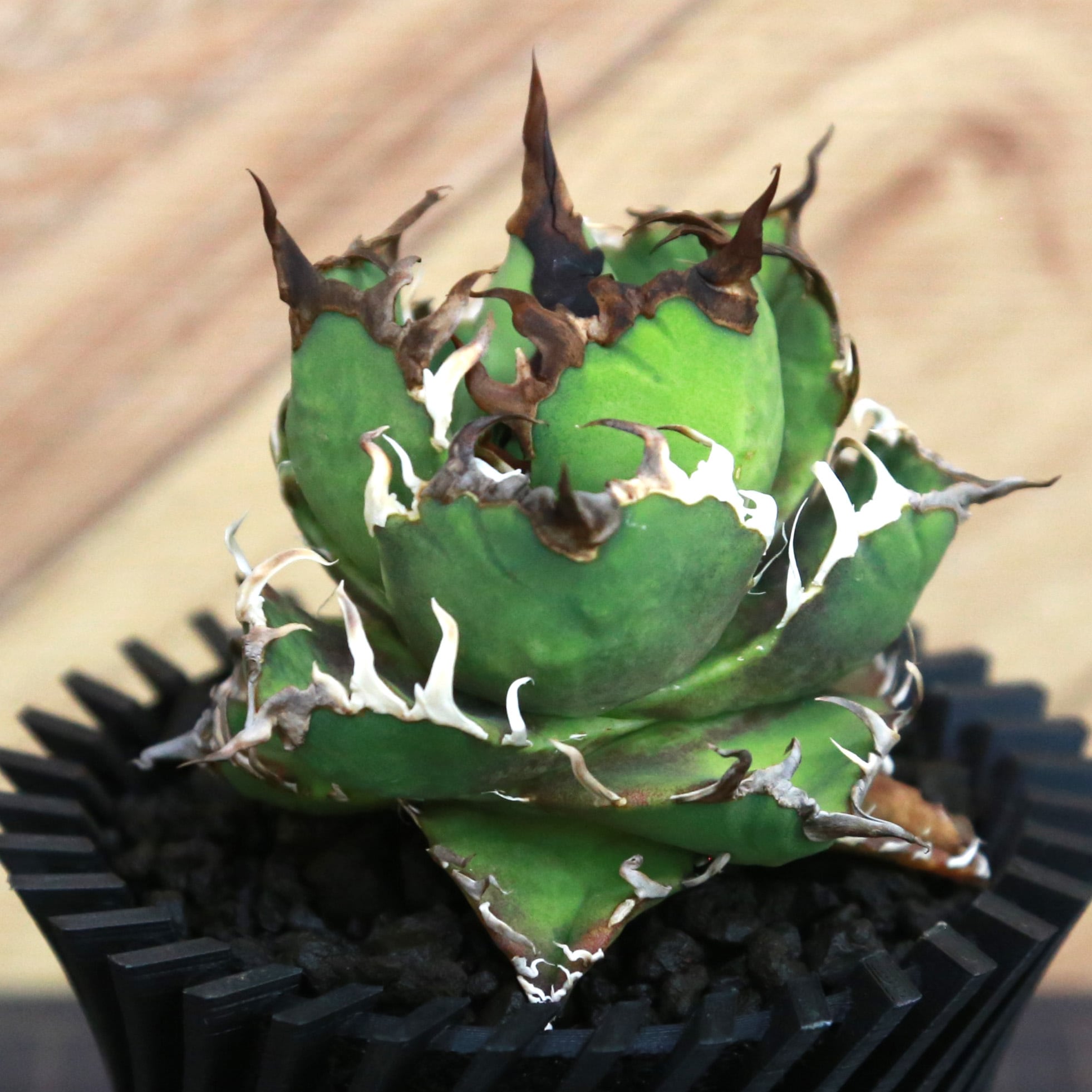 Agave Titanota Super Red Catweezle アガベ チタノタ スーパーレッド