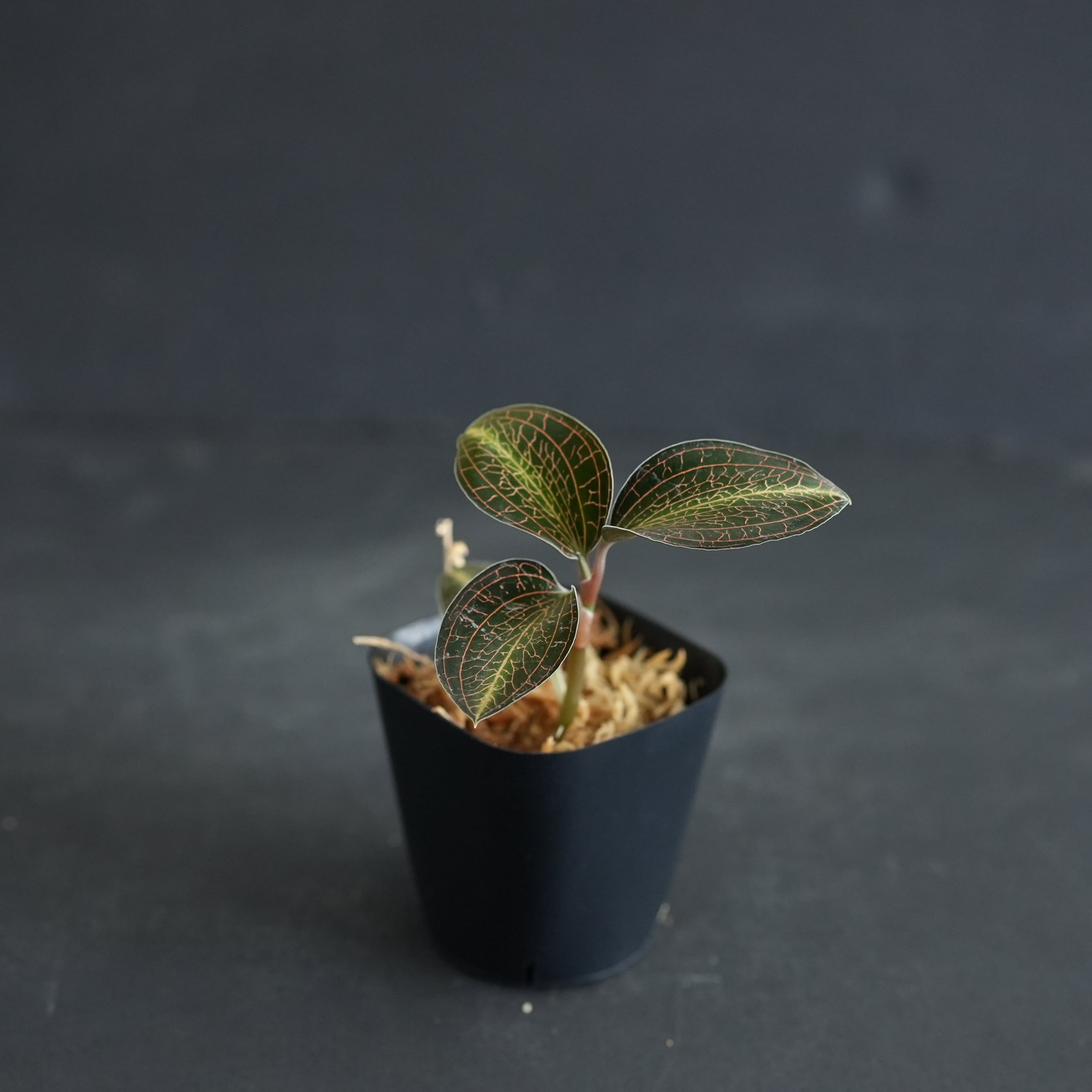 ◇現品◇Anoectochilus lylei 'Red Splash'【ジュエルオーキッド宝石蘭