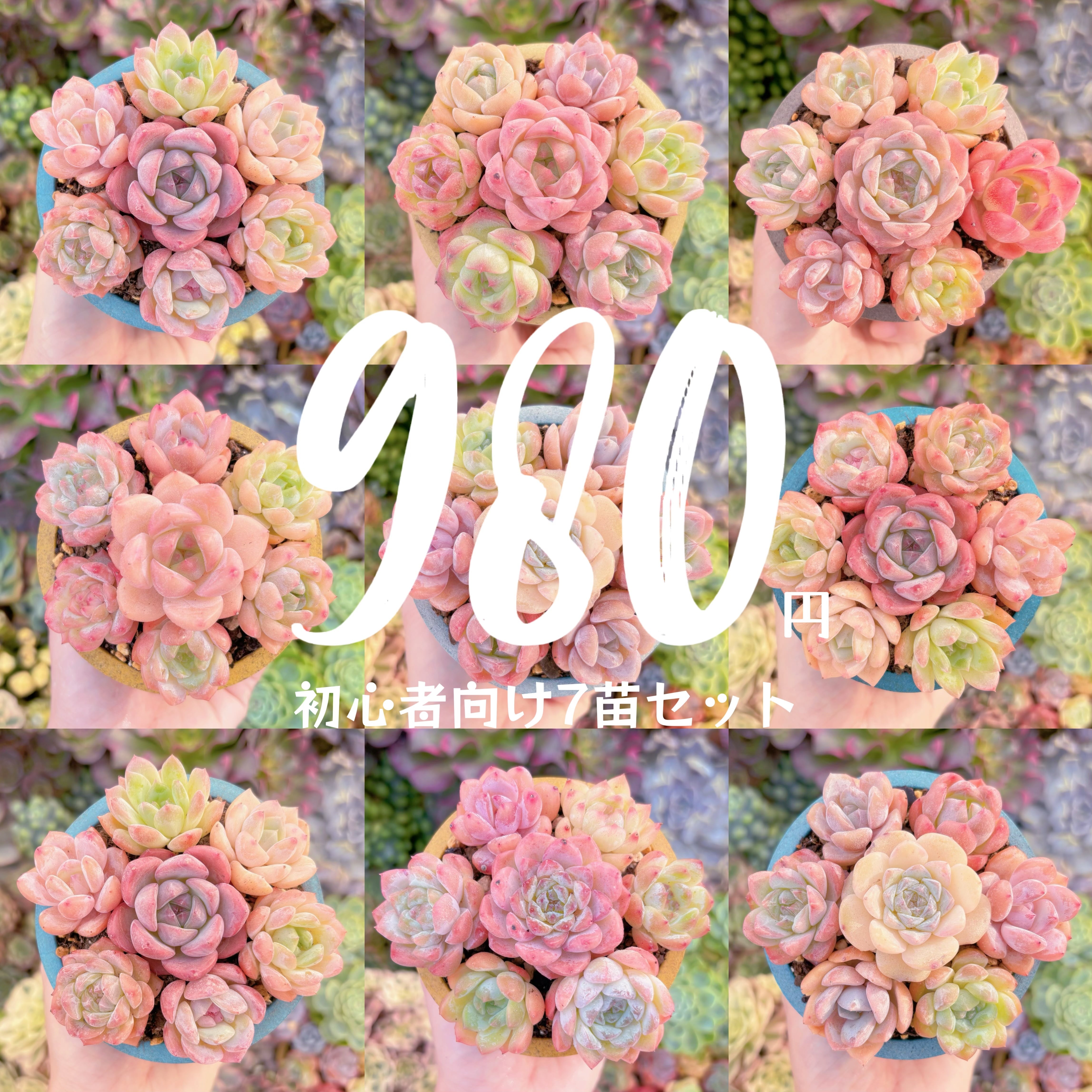 ❤︎初心者向け7苗セット❤︎ 第2弾　希少新品種入り