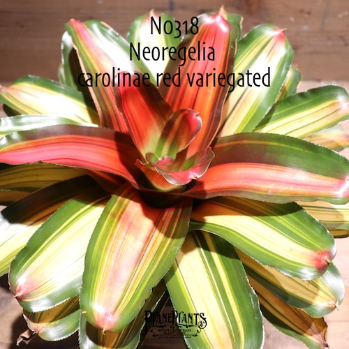 【送料無料】Neoregelia carolinae red variegated〔ネオレゲリア〕現品発送N0318