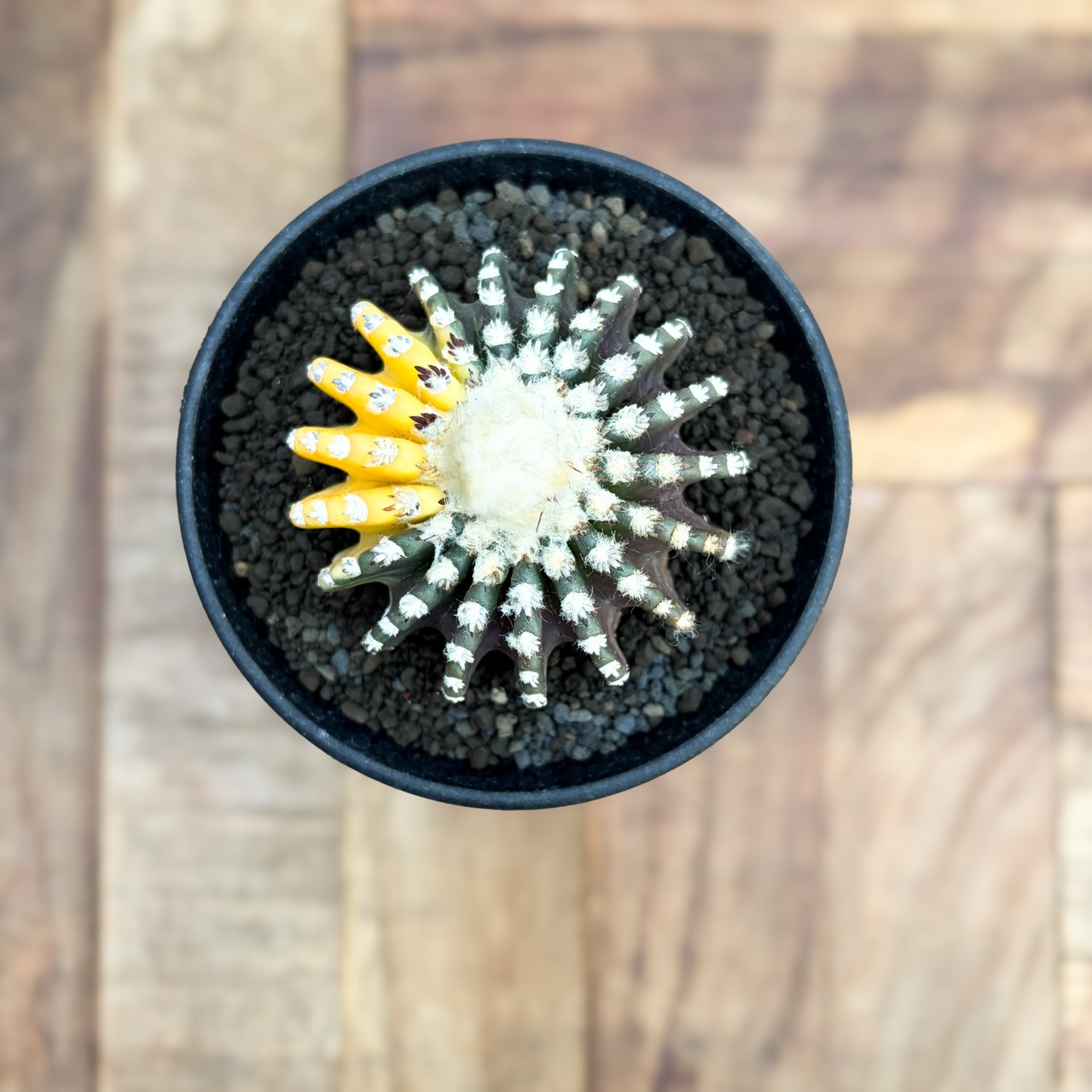 Discocactus horstii variegata【ディスコカクタス・ホルスティ錦】