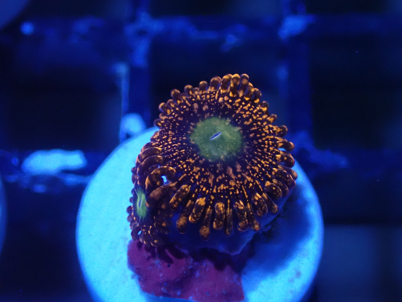 JakartaZoa YellowCore 5