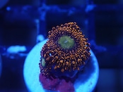 JakartaZoa YellowCore 5