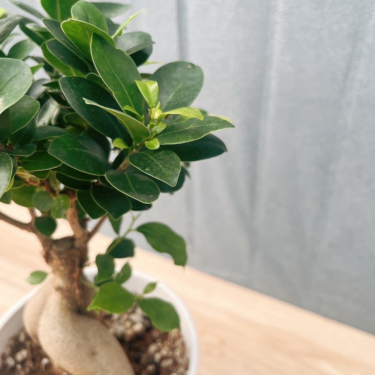 現品］5番 ガジュマル 接木 6号 観葉植物 室内 ニンジンガジュマル