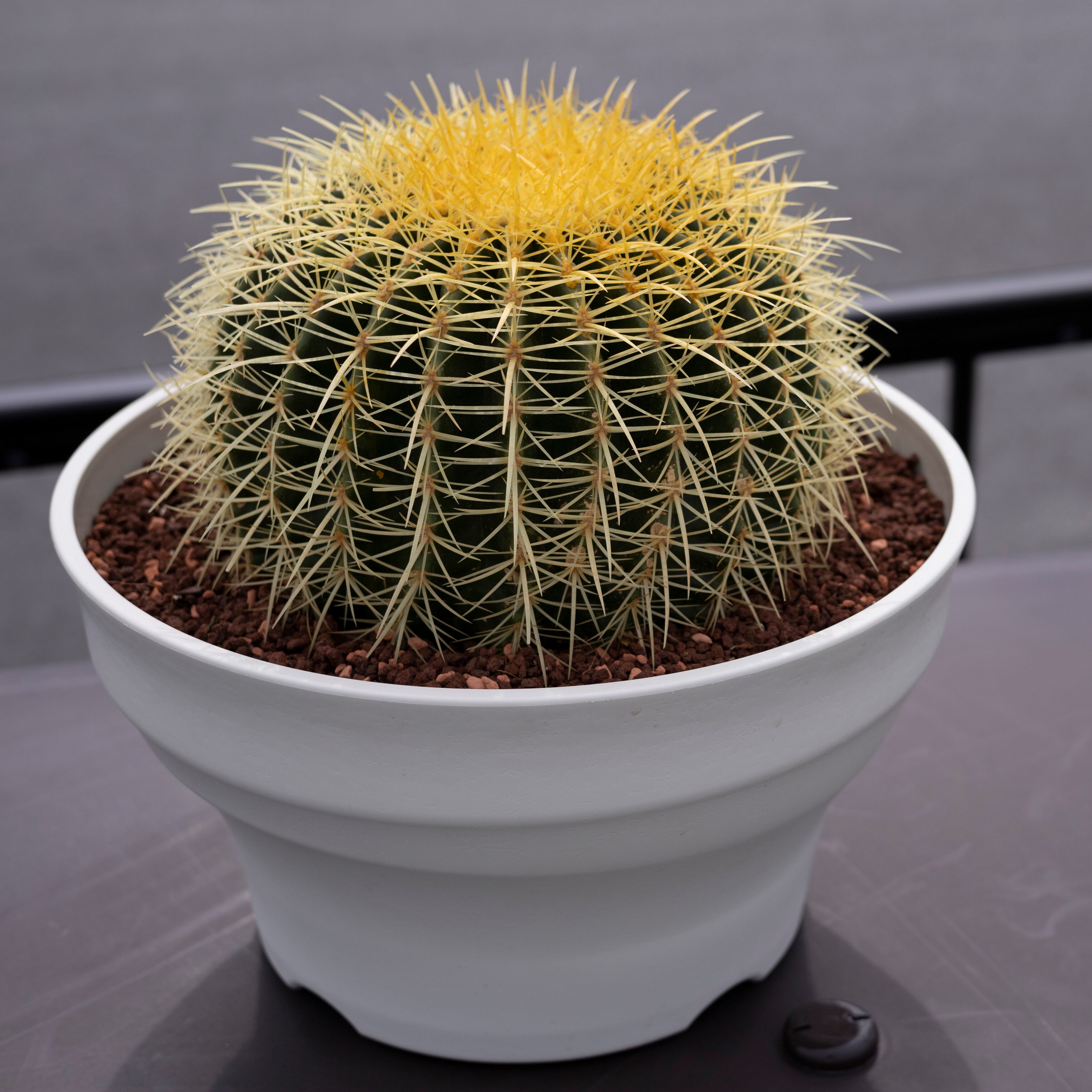 金鯱 サボテン Kinsyachi Echinocactus grusonii 特大 36cm フレグラー