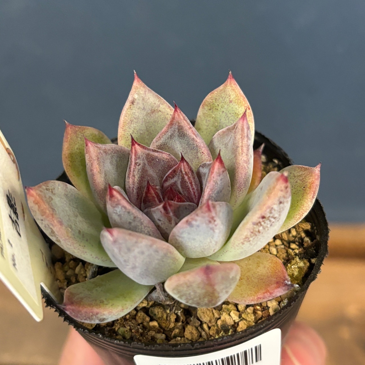 farmPALKさん苗 エケベリア 吉影【633】