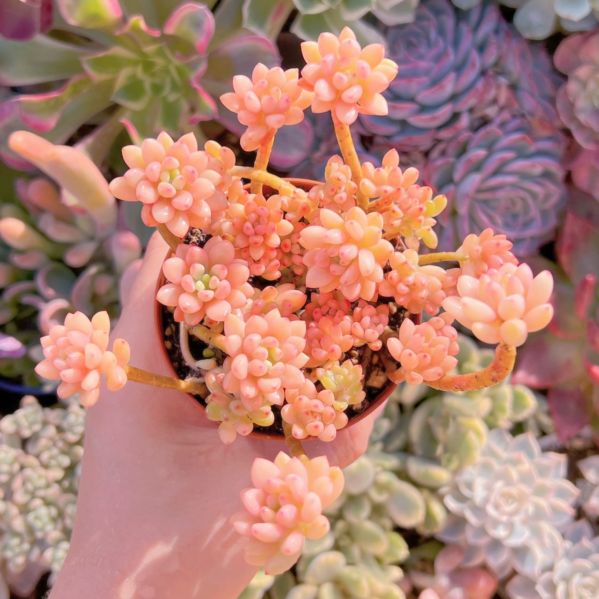 多肉植物　ブルービーン錦　群生　新入荷　るる農園