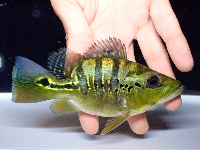 キクラ　モノクルス　ウルトラショートボディ　⑤