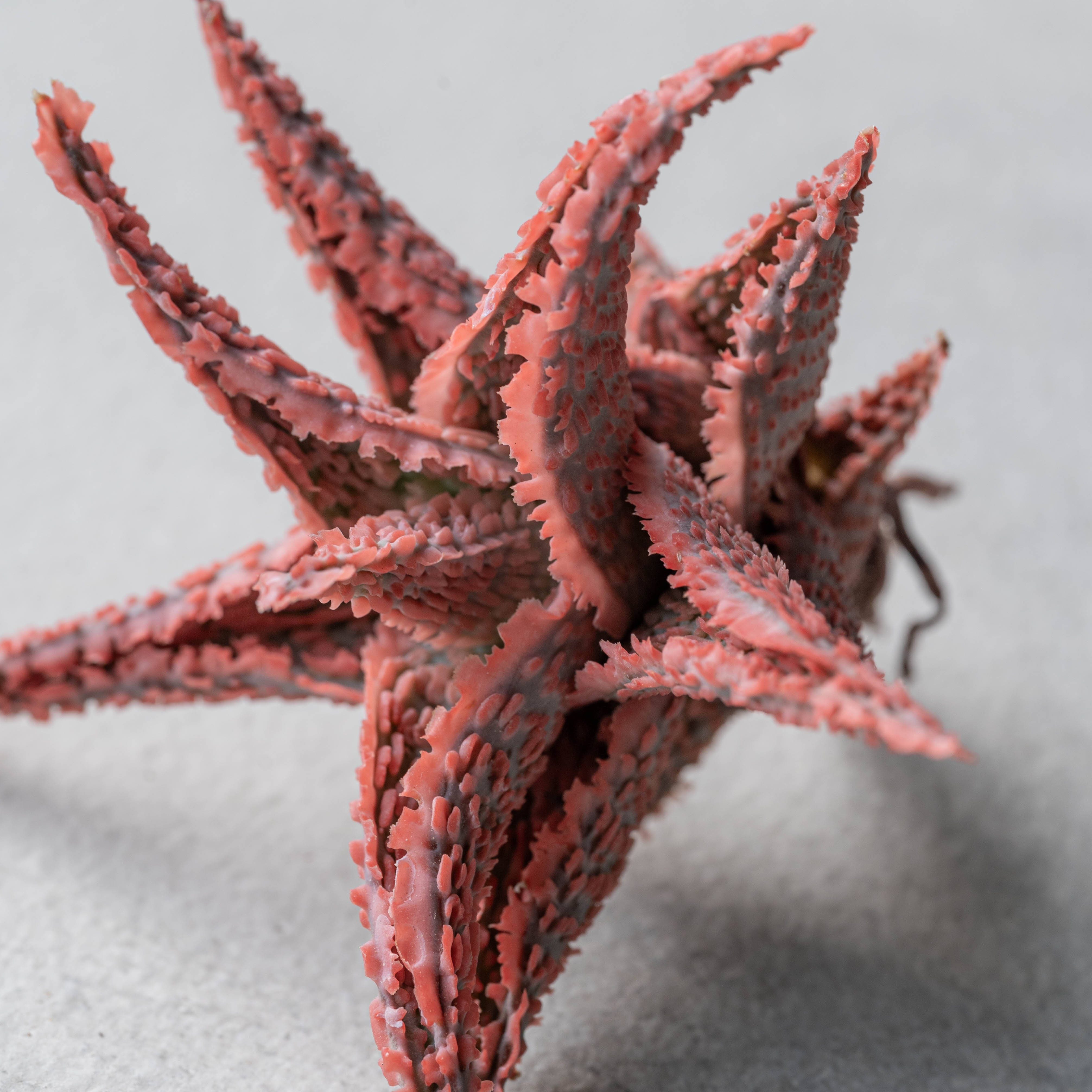 アロエ ハイブリッド -Aloe hybrid- No.20