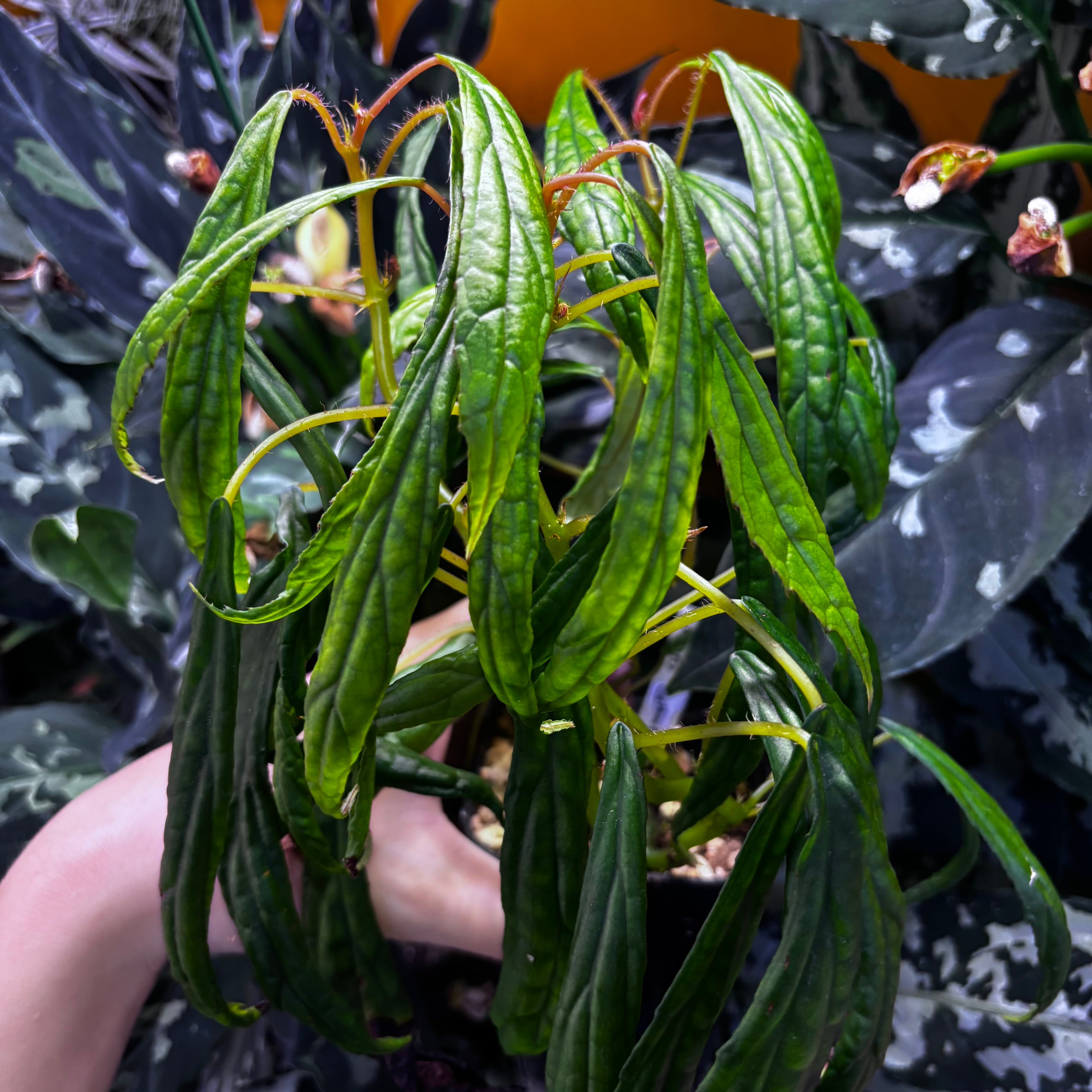 Bucephalandra cf. filiformis Sanggau Kalimantan Barat【ZOE0226-17i
