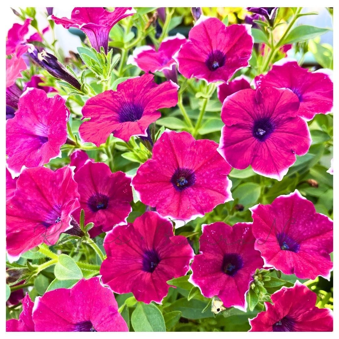 ペチュニア:彩夏(3.5号)ゲブラさん新品種 ペチュニア苗 ゲブラナガトミヨ 1年草