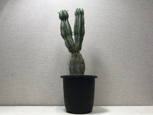 ユーフォルビア ホリダ